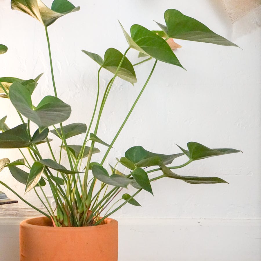 +COOP Live Plants 6" Anthurium Plant