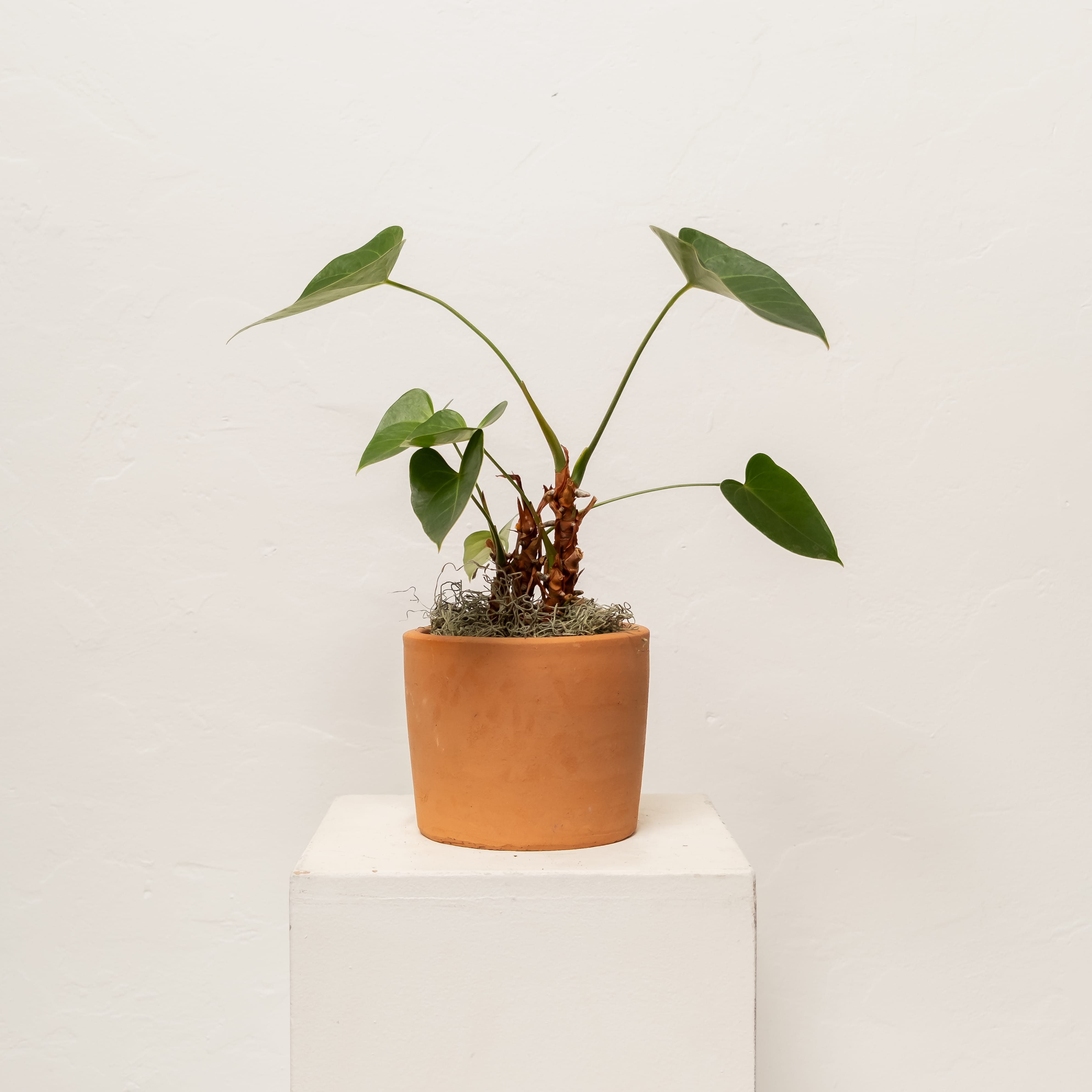 +COOP Live Plants Anthurium Plant in Nursery Pot