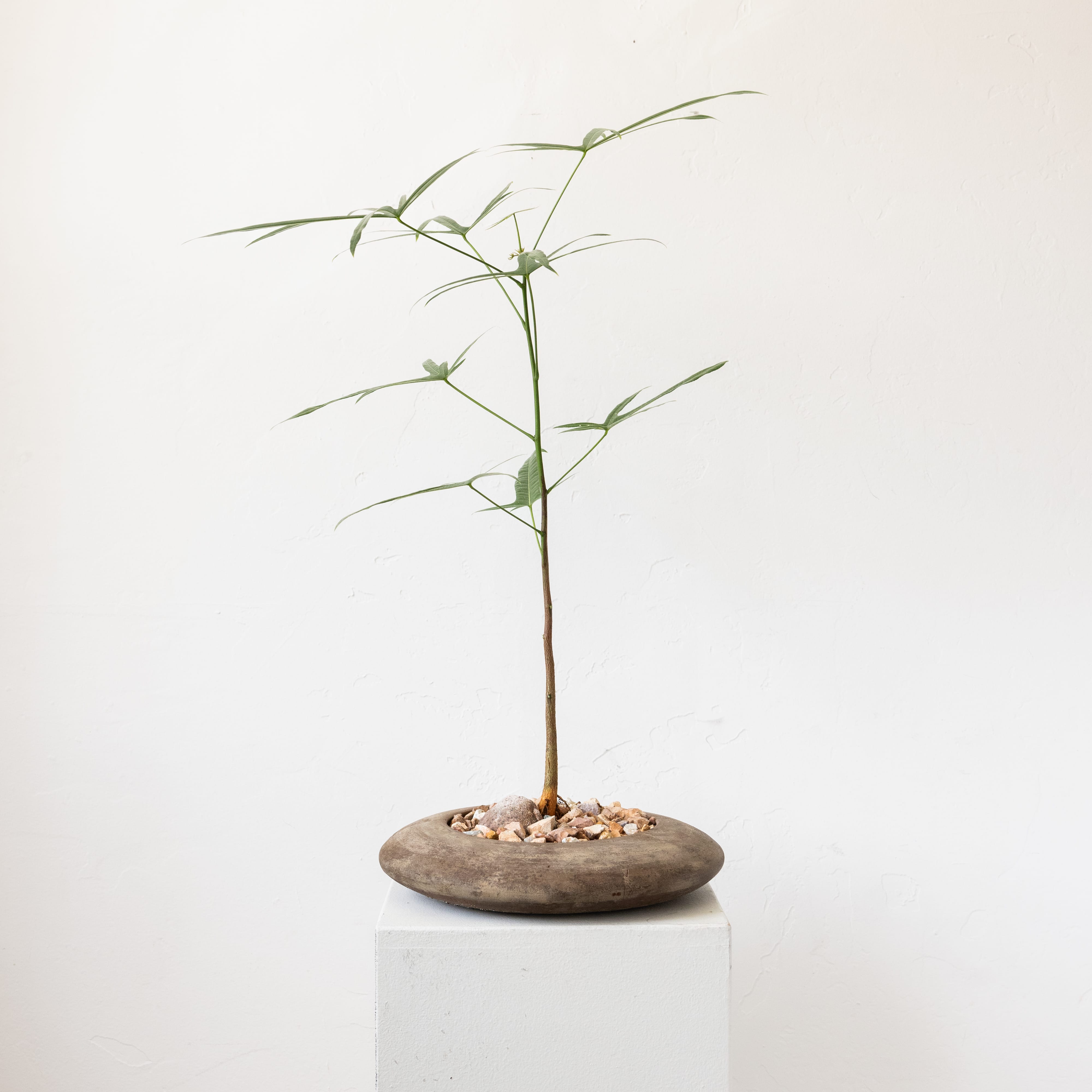 +COOP Live Plants Brachychiton in Disc-shaped Vessel