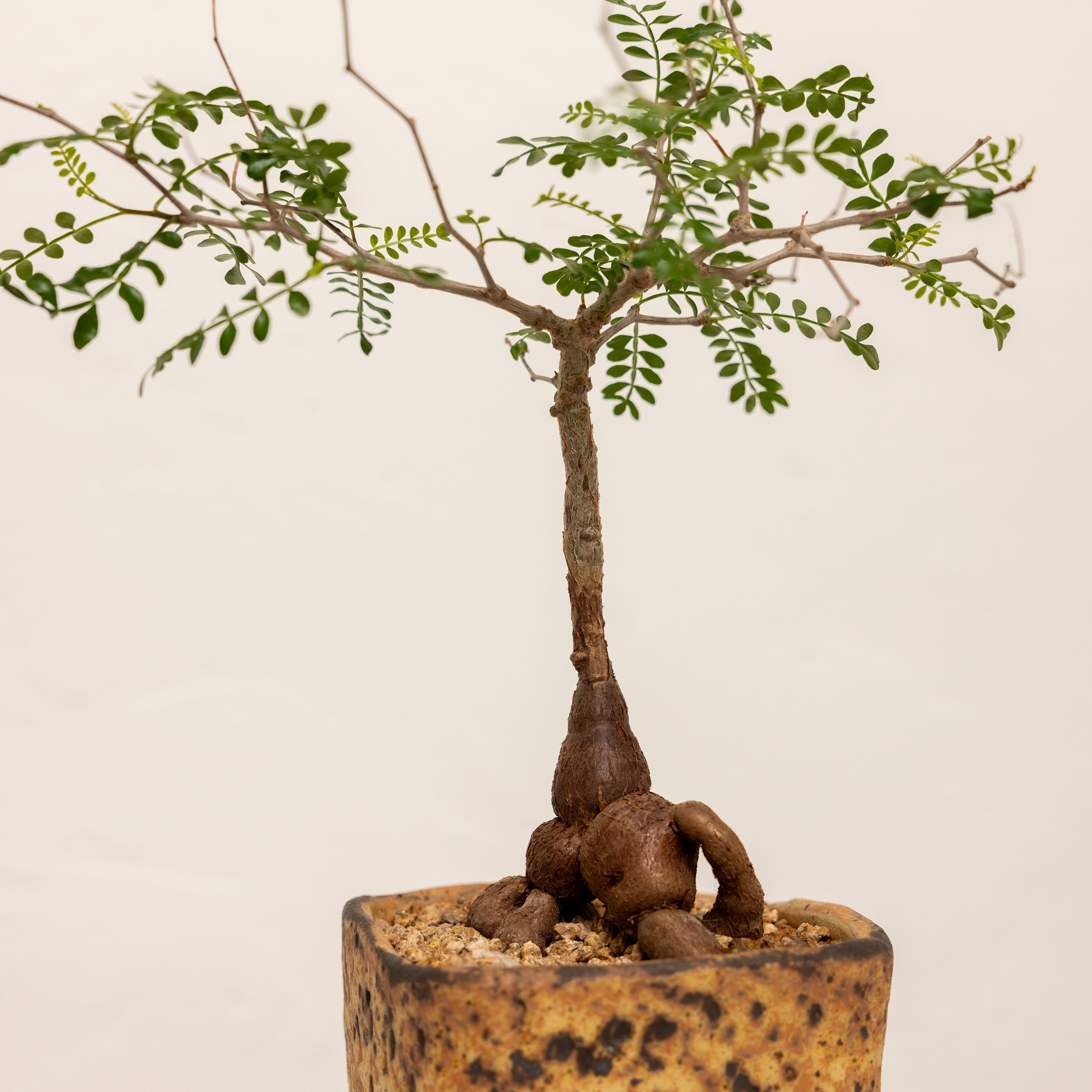 +COOP Live Plants Dioscorea Elephantipes in Vessel