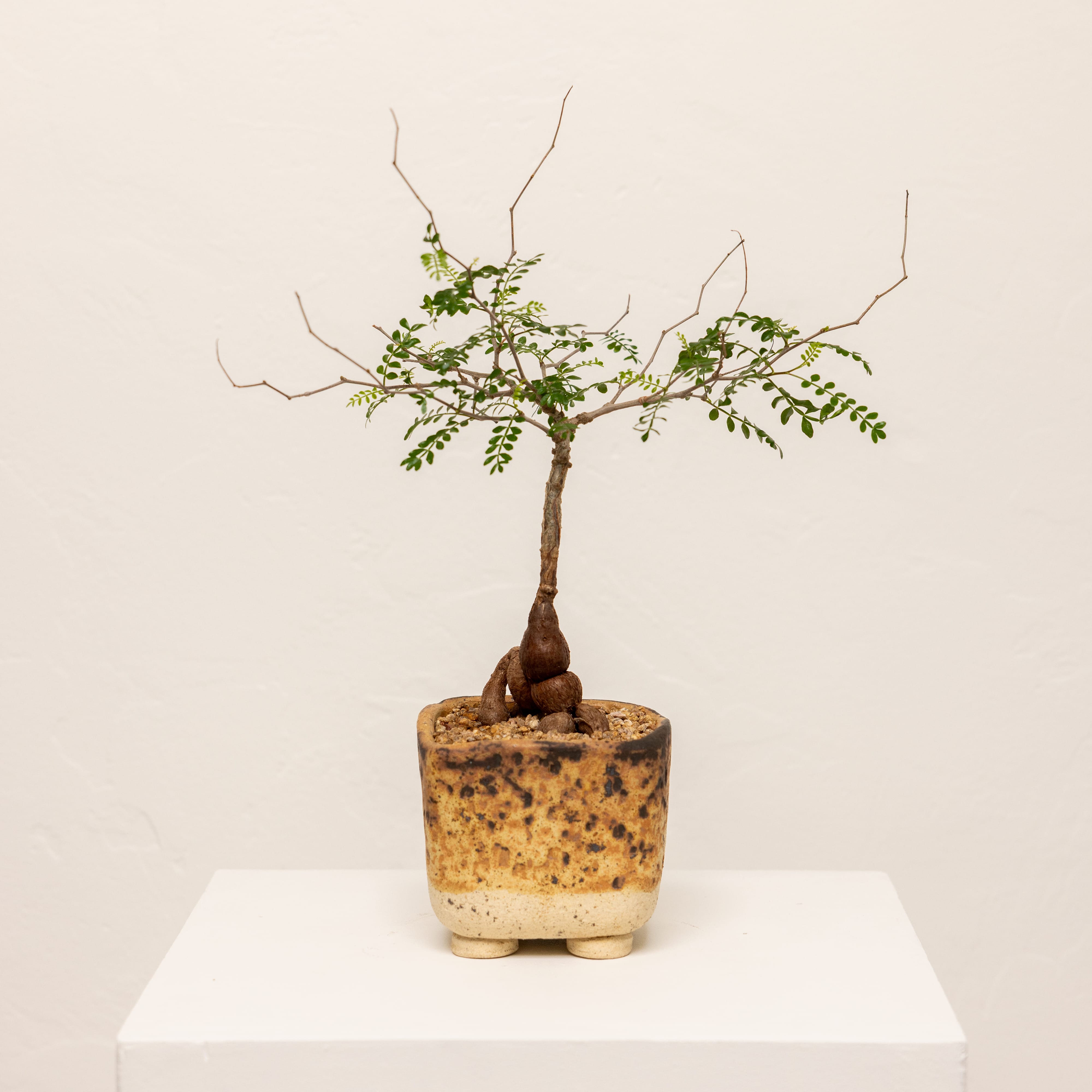 +COOP Live Plants Dioscorea Elephantipes in Vessel