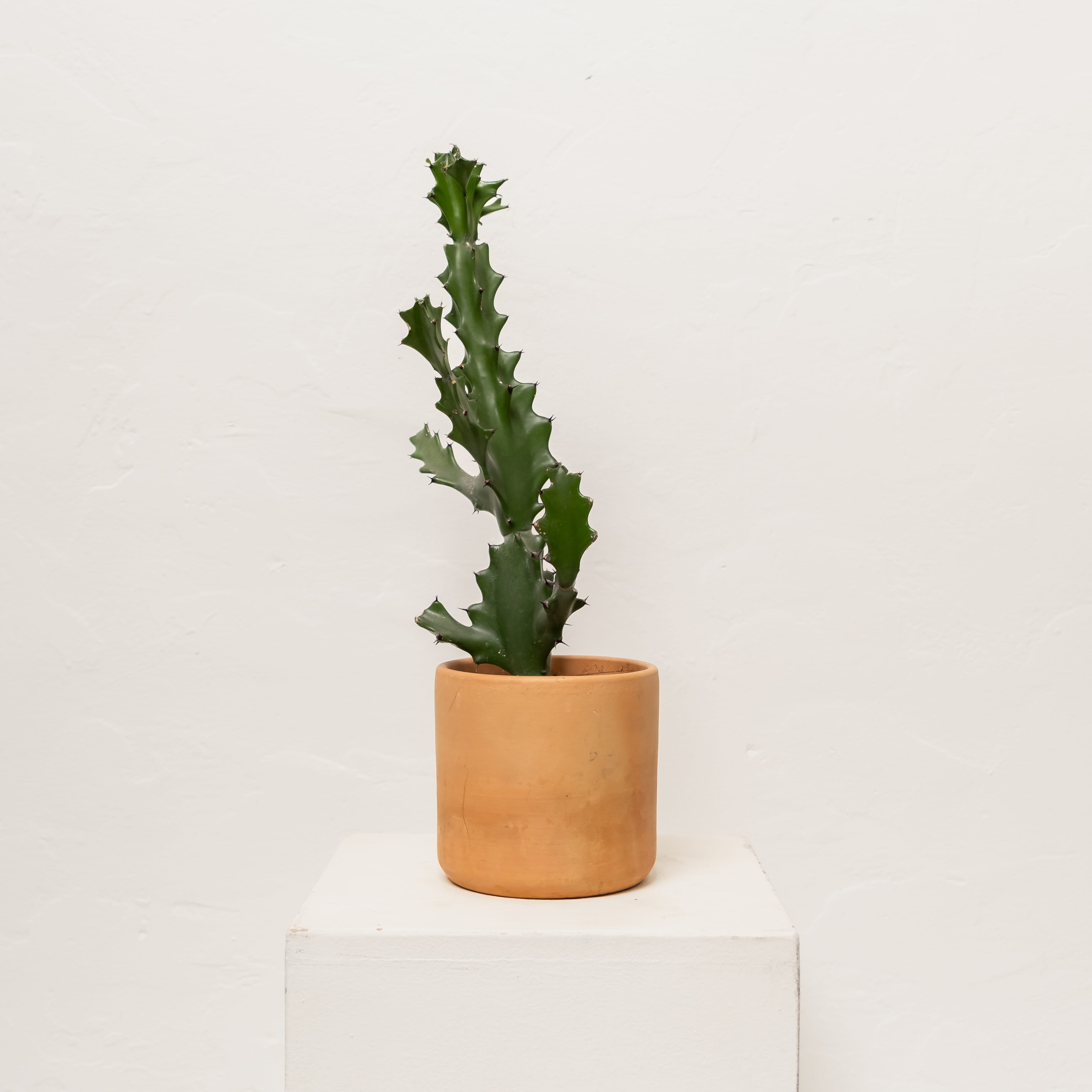 +COOP Live Plants Euphorbia Cactus in Terracotta Vessel