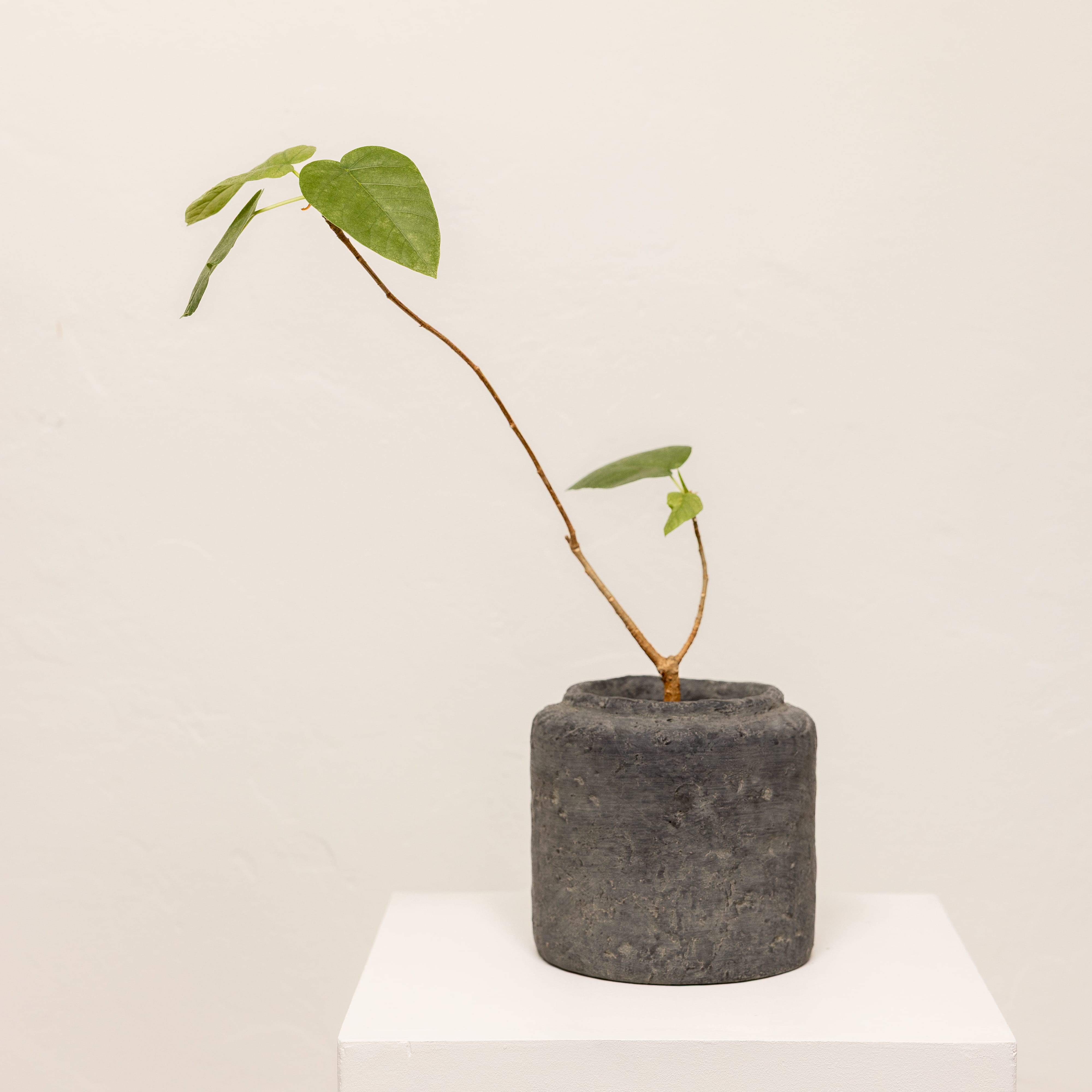 +COOP Live Plants Ficus in Concrete Planter