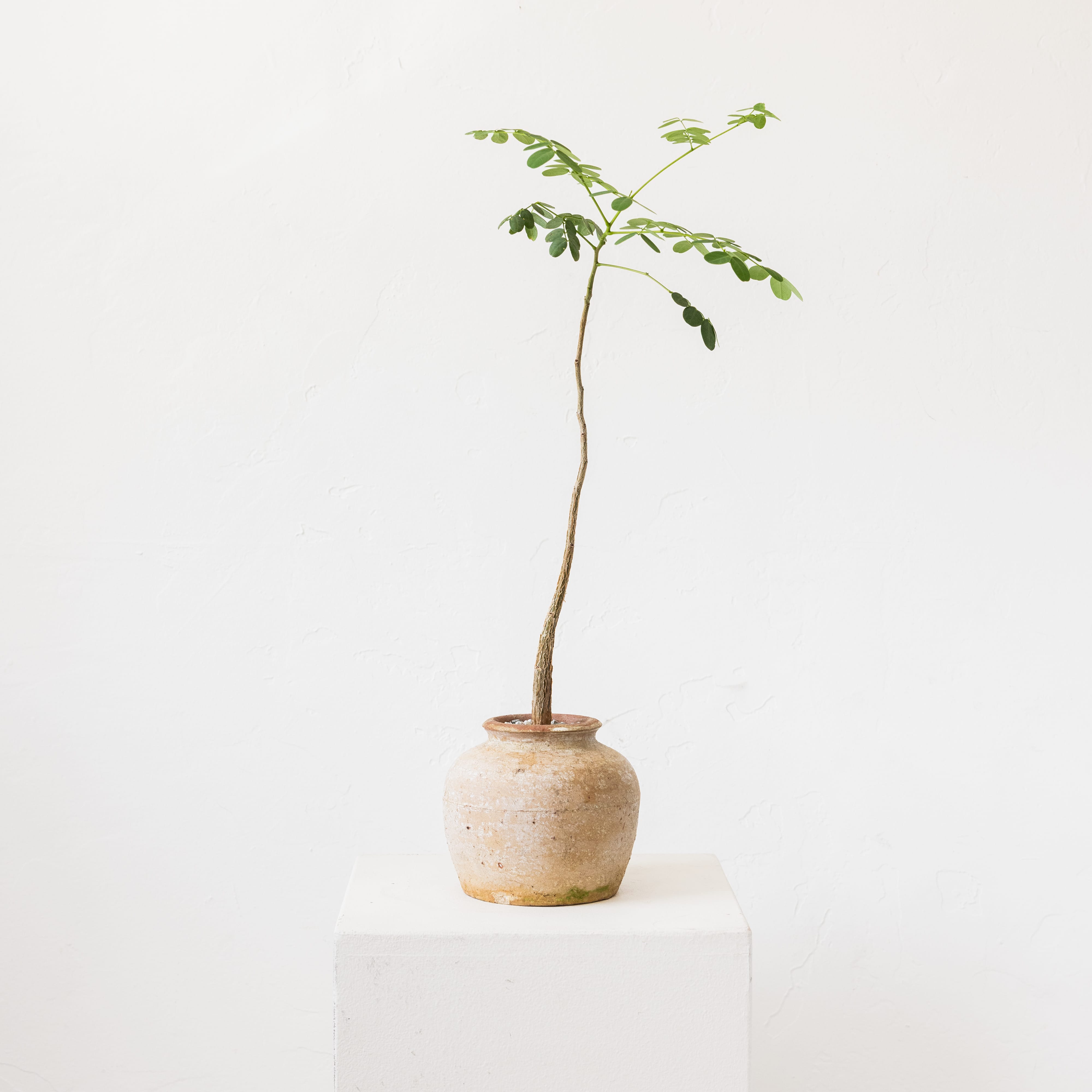 +COOP Live Plants Legume Tree in Terracotta Vessel