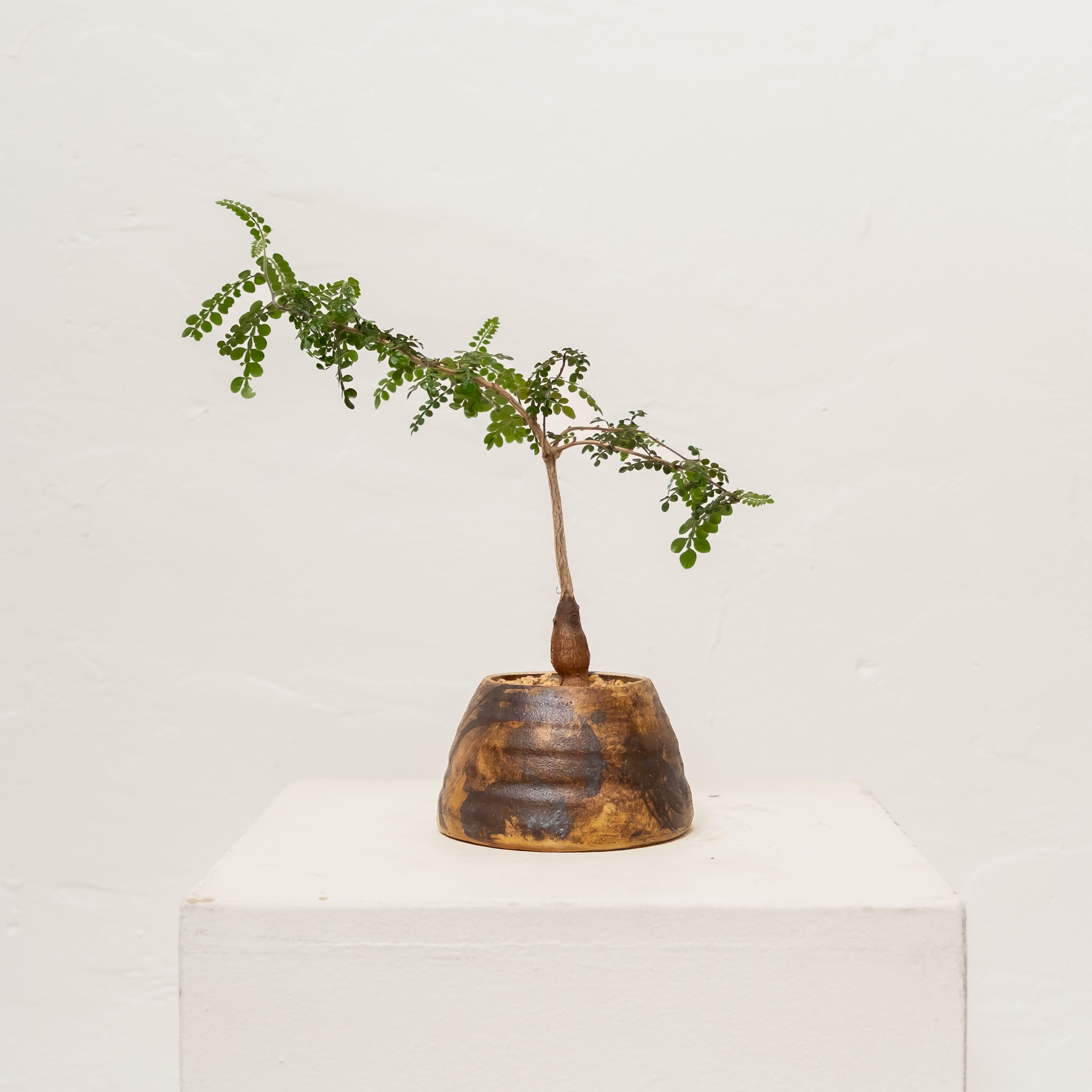 +COOP Live Plants Operculicarya Decaryi in Vessel
