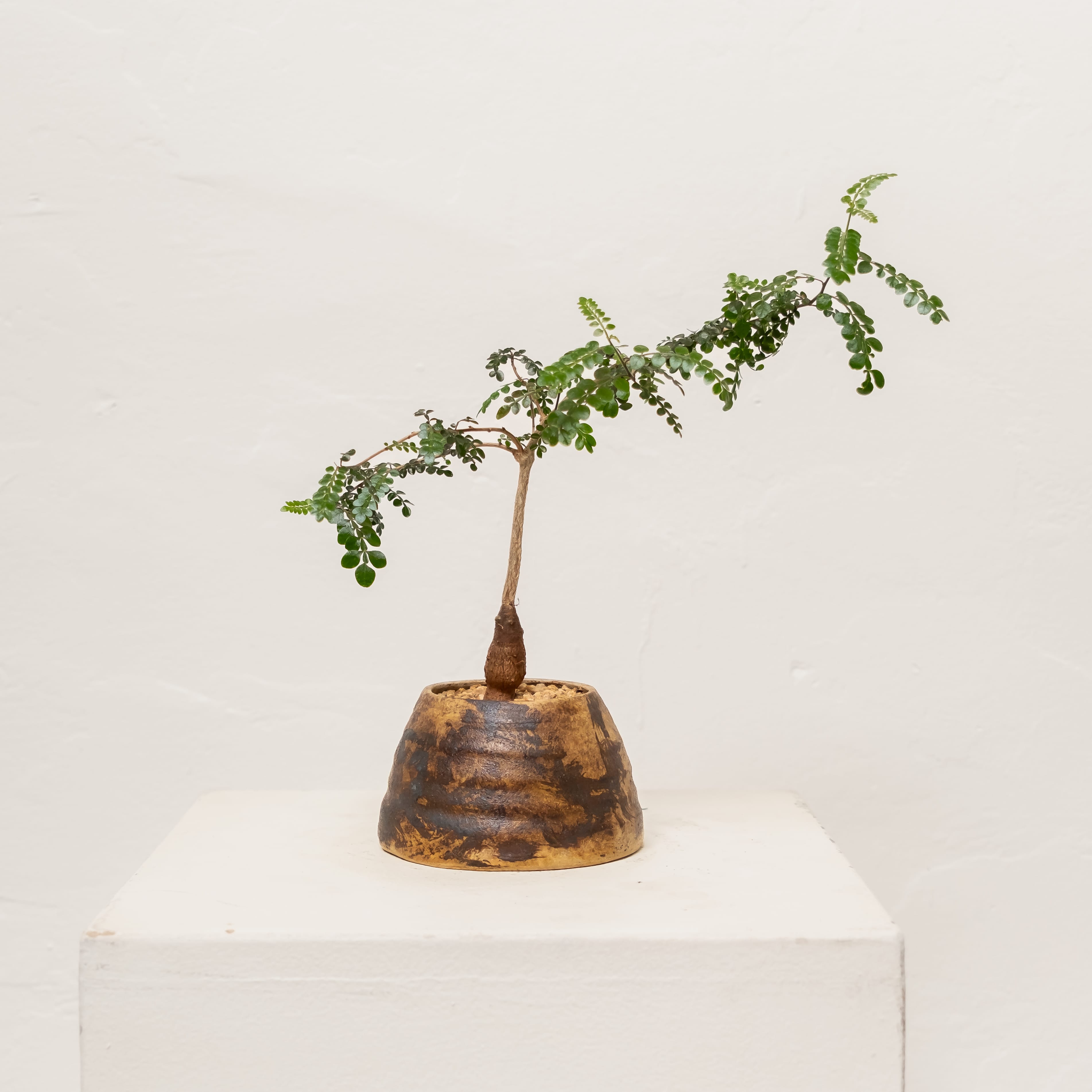+COOP Live Plants Operculicarya Decaryi in Vessel