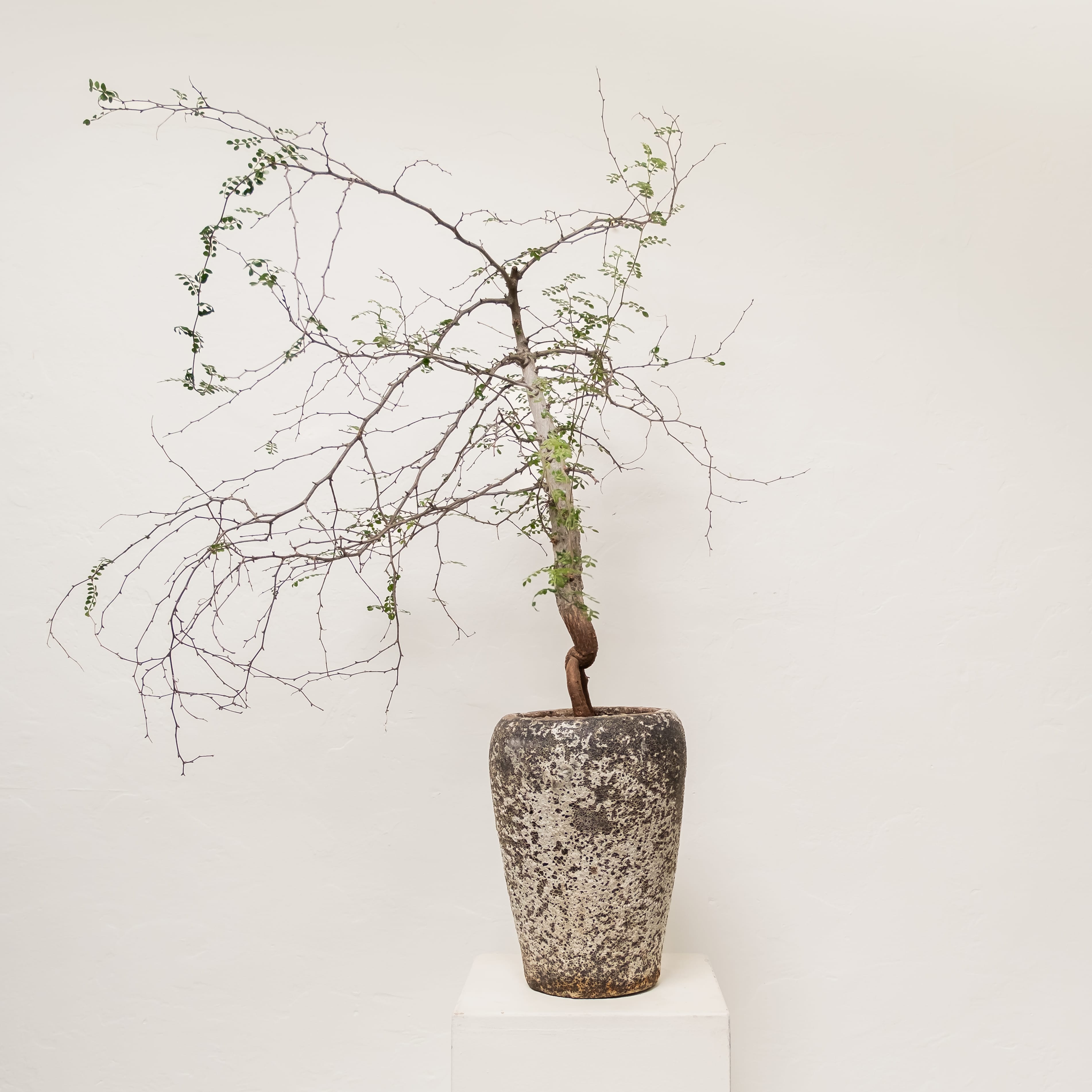 +COOP Live Plants Operculicarya Decaryi in Weathered Vessel