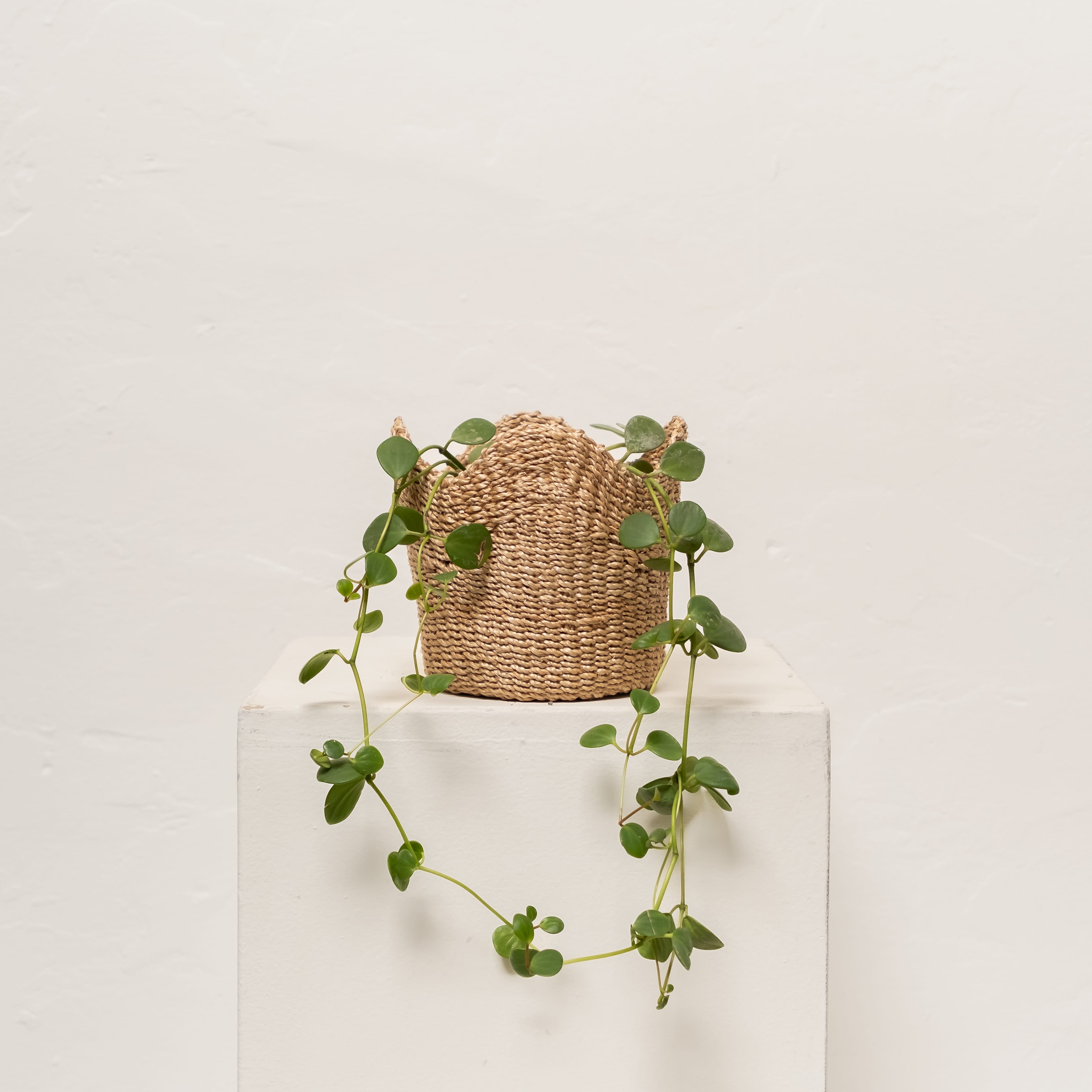 +COOP Live Plants Peperomia in Scallop Basket