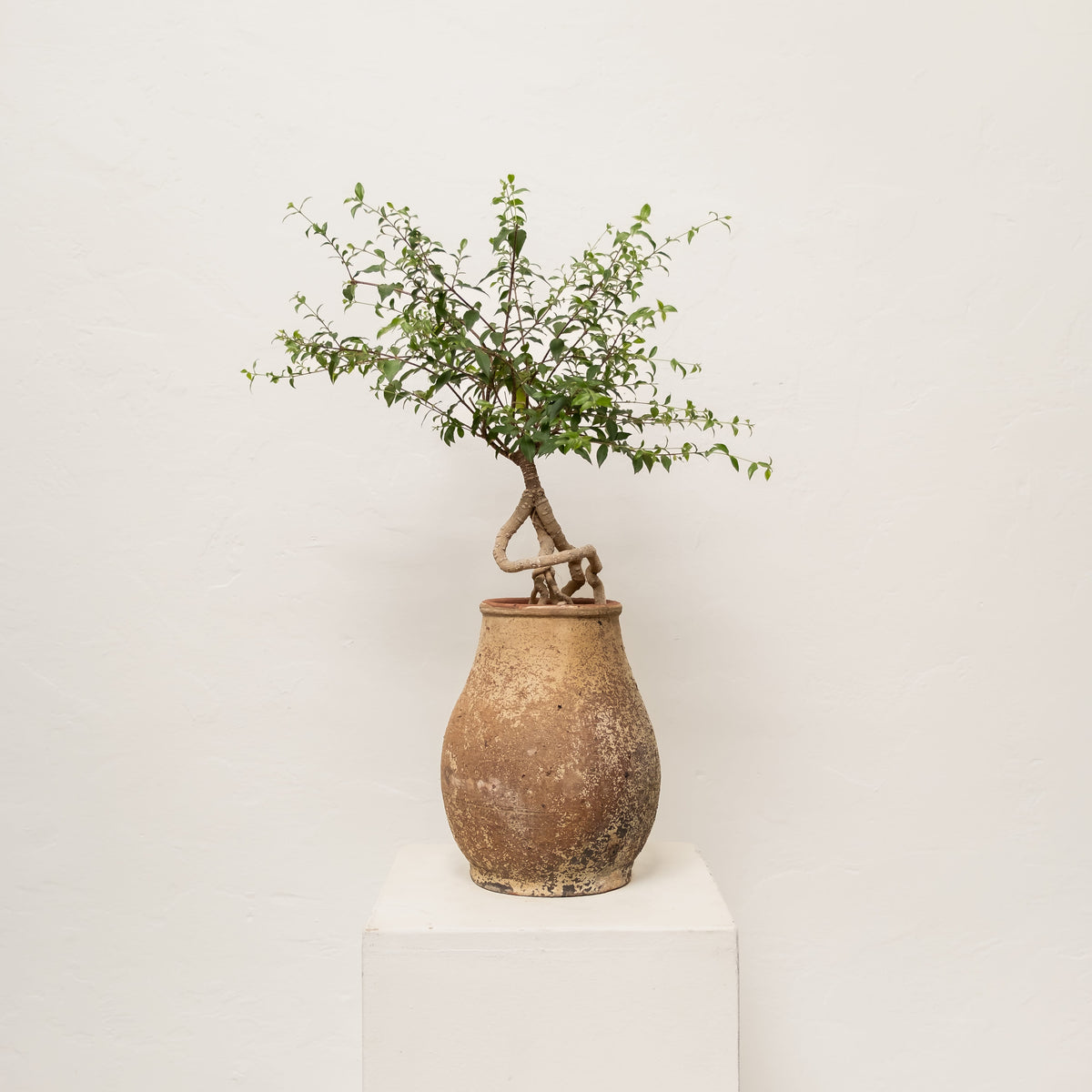 David Oliver Live Plants Hong Kong Bonsai in Weathered Vessel