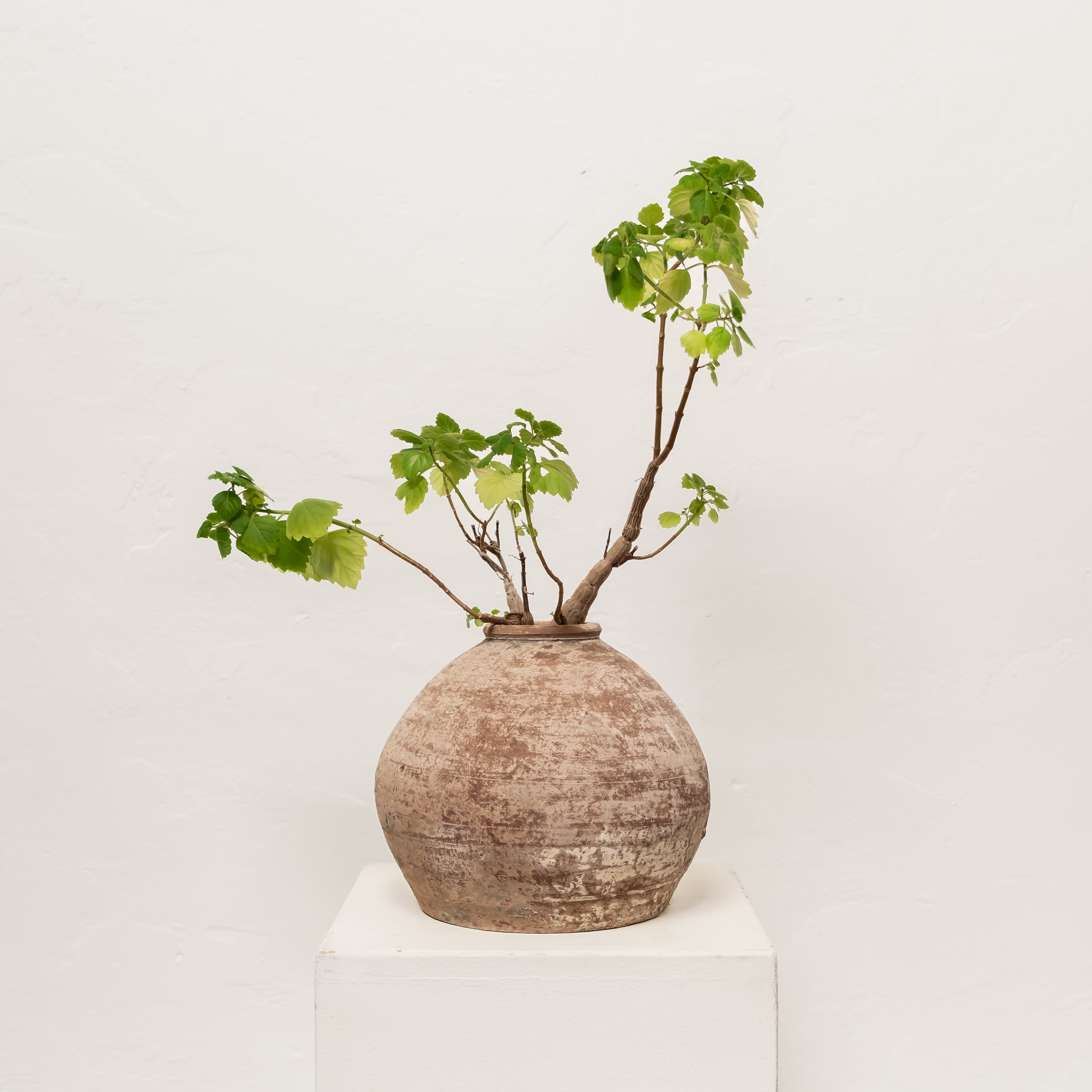Inner Gardens Live Plants Bonsai Mint in Weathered Vessel