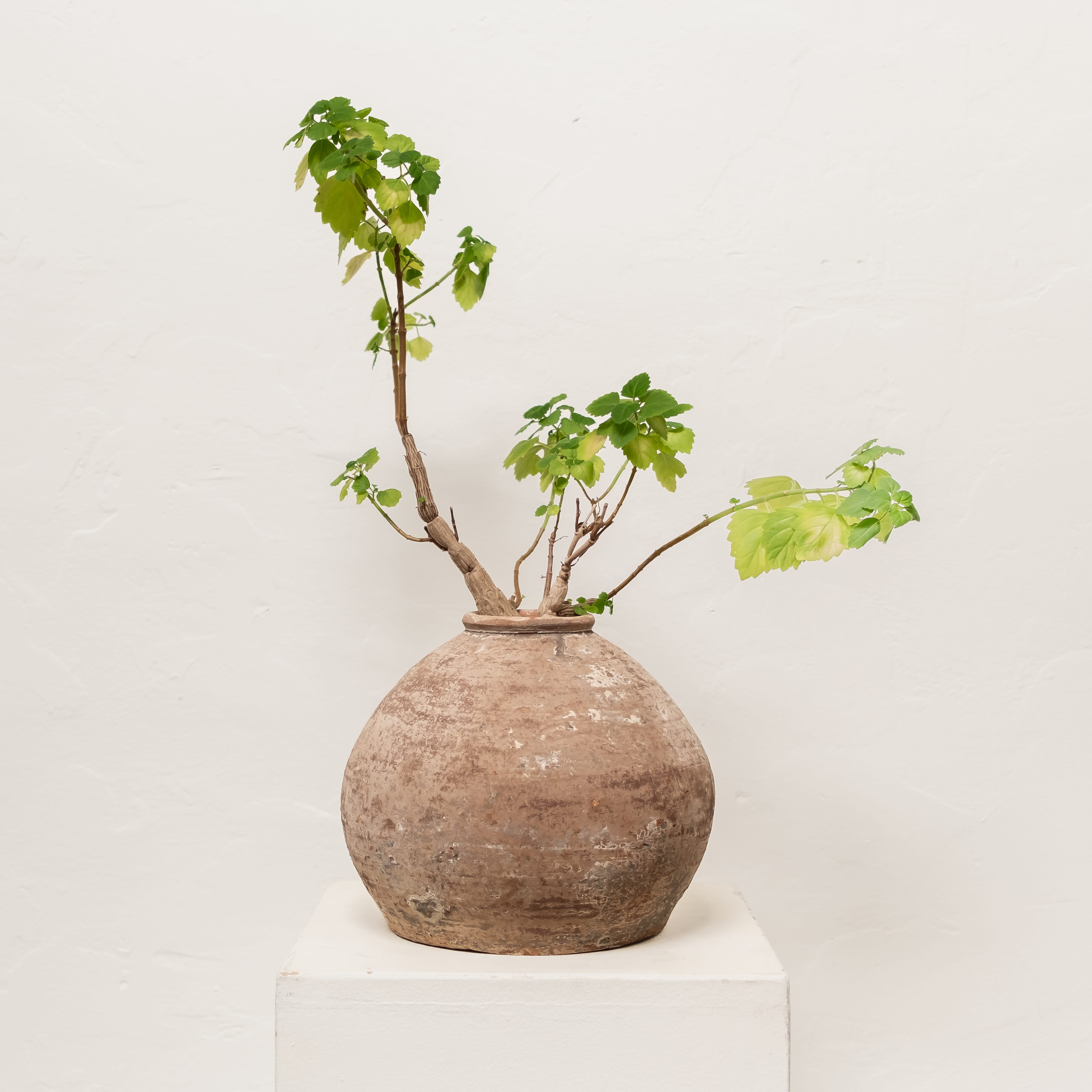 Inner Gardens Live Plants Bonsai Mint in Weathered Vessel