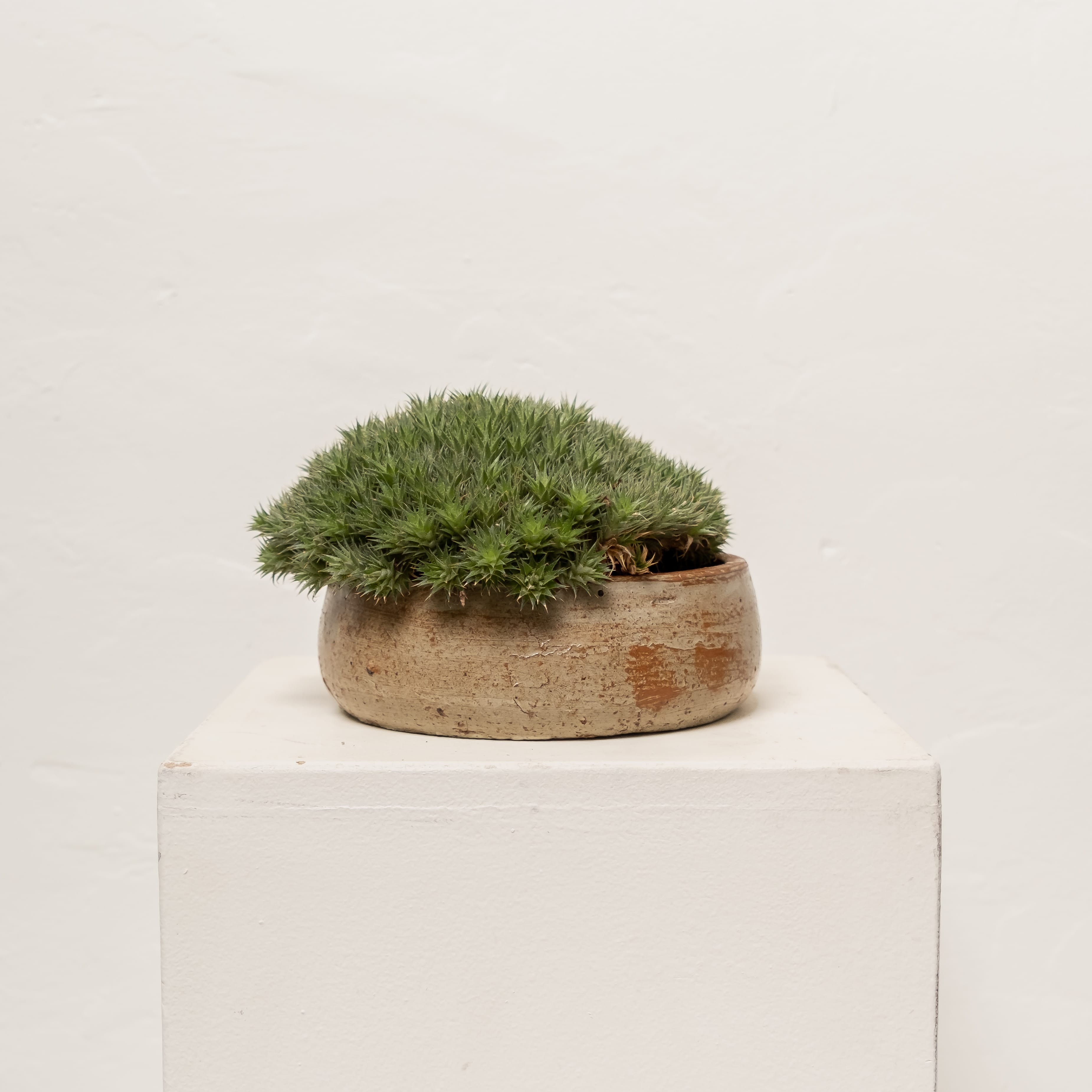 Inner Gardens Live Plants Deuterocohnia Brevifolia in Terracotta Vessel