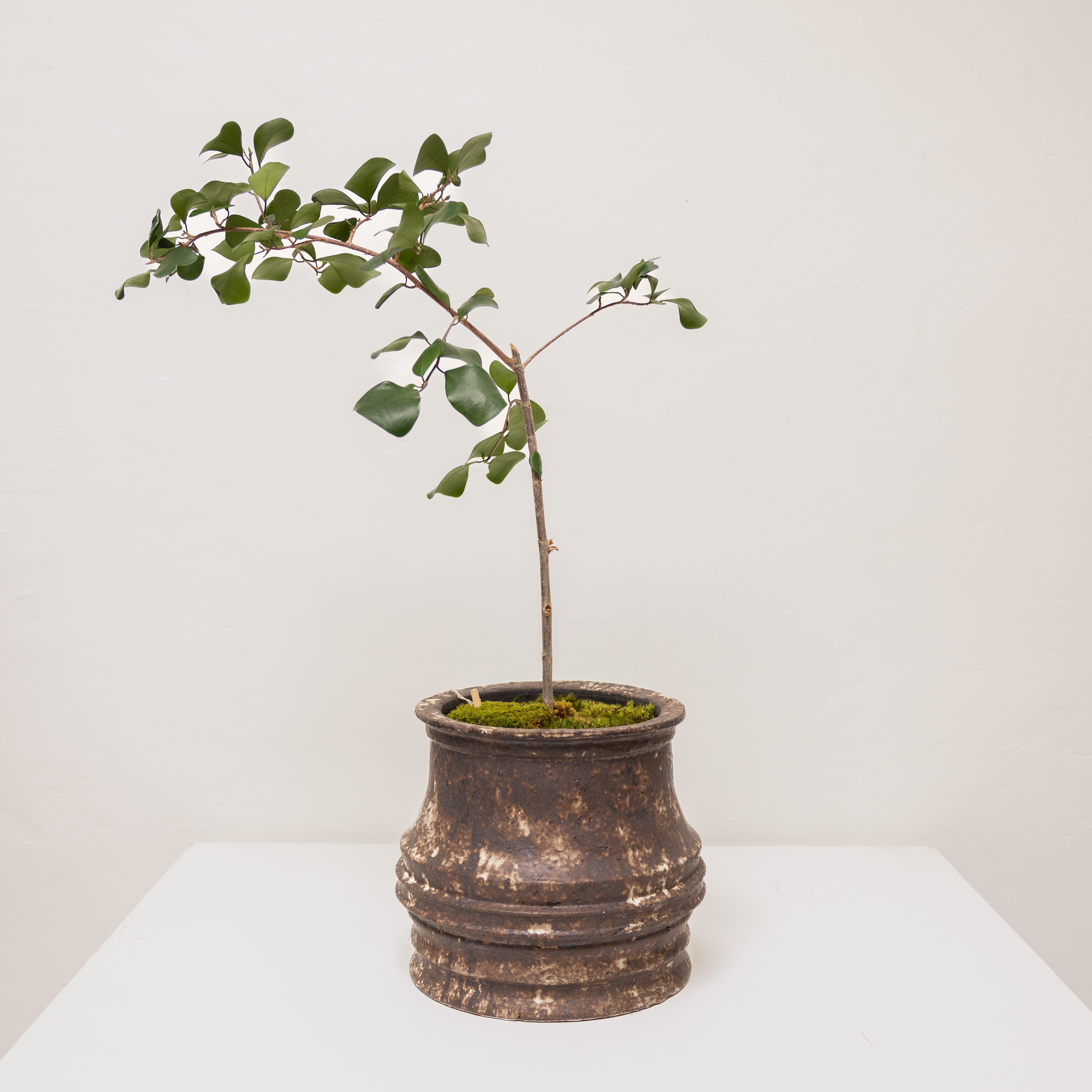 Inner Gardens Live Plants Ficus Triangularis in Sculptural Vessel