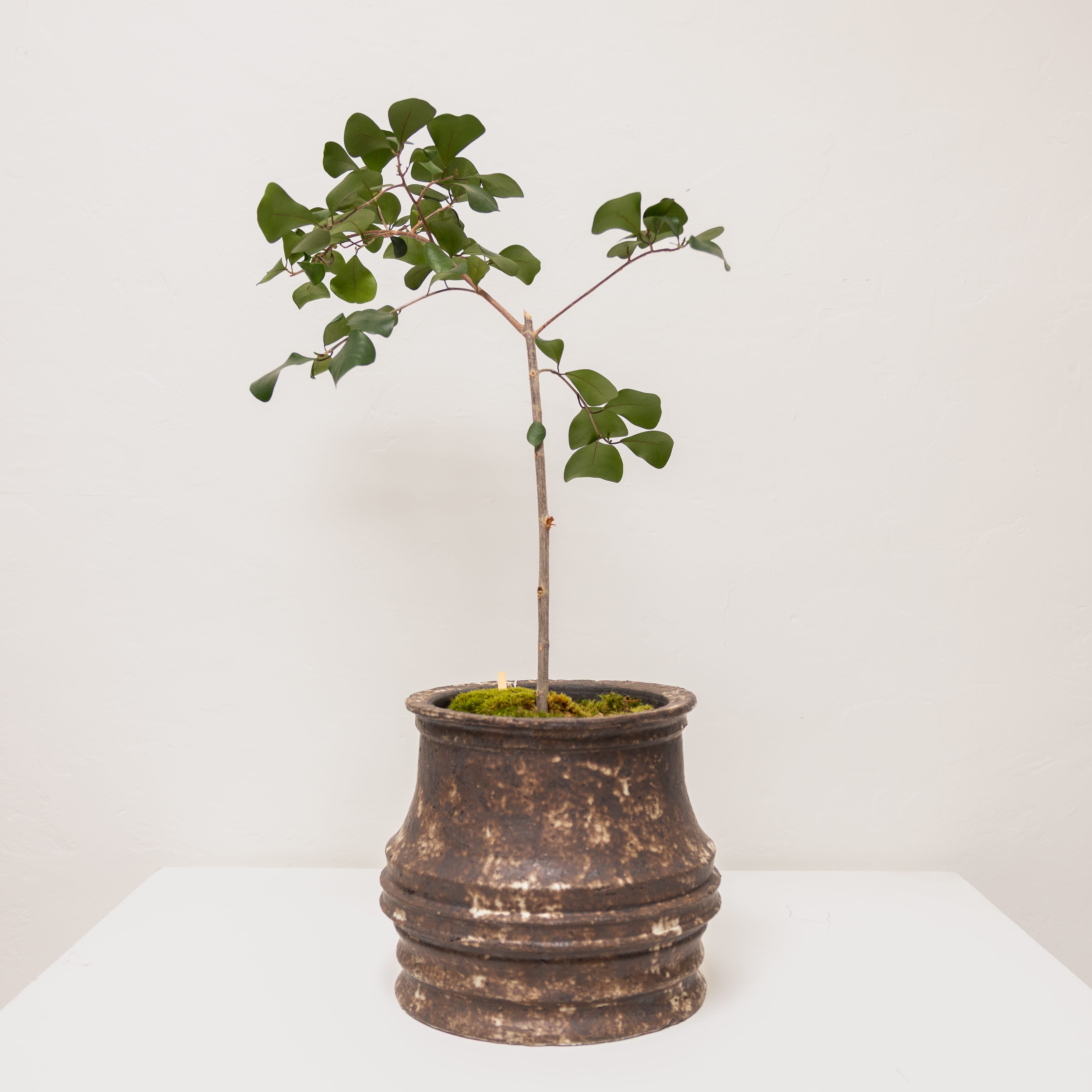 Inner Gardens Live Plants Ficus Triangularis in Sculptural Vessel