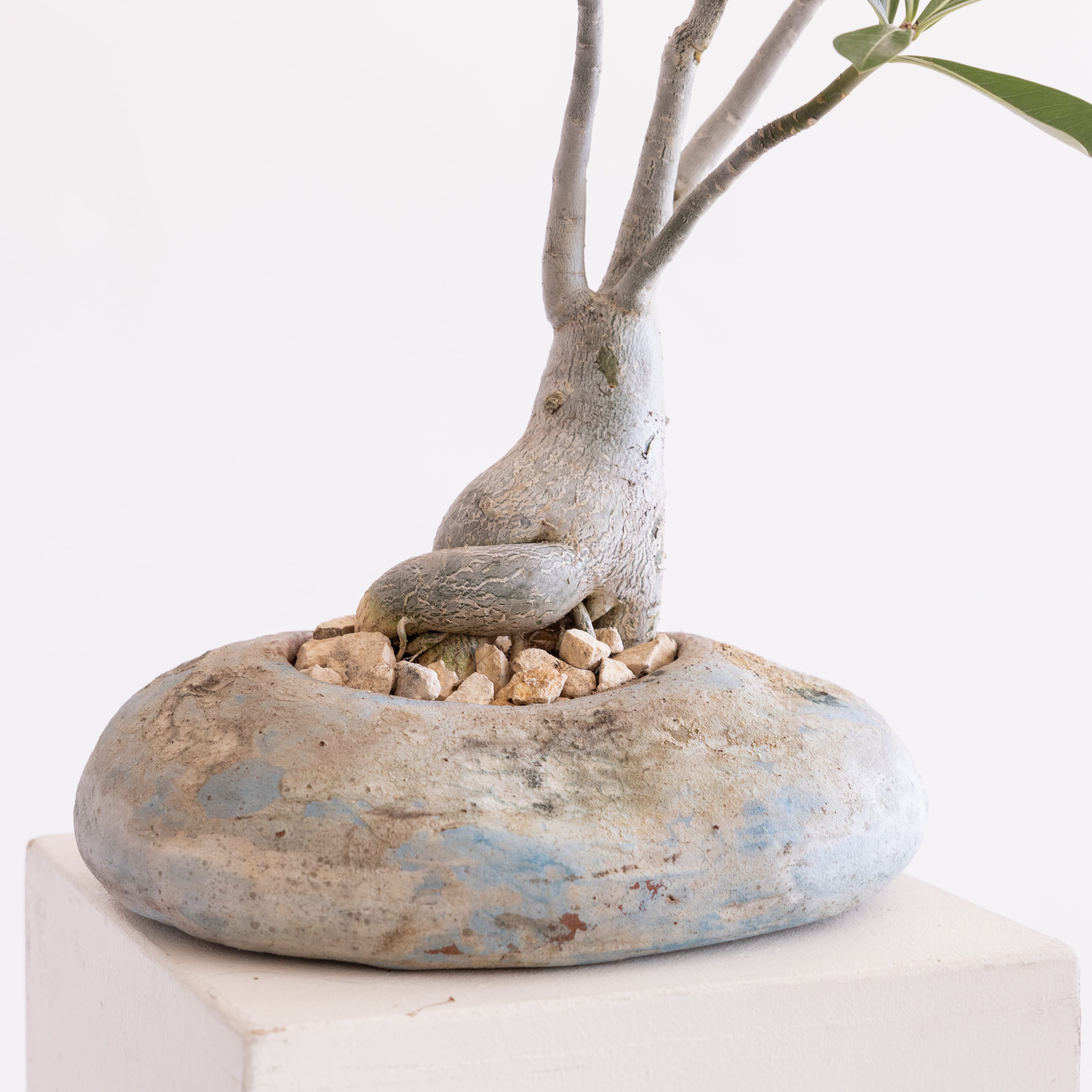 JONAS Live Plants Adenium in Low Blue Bowl