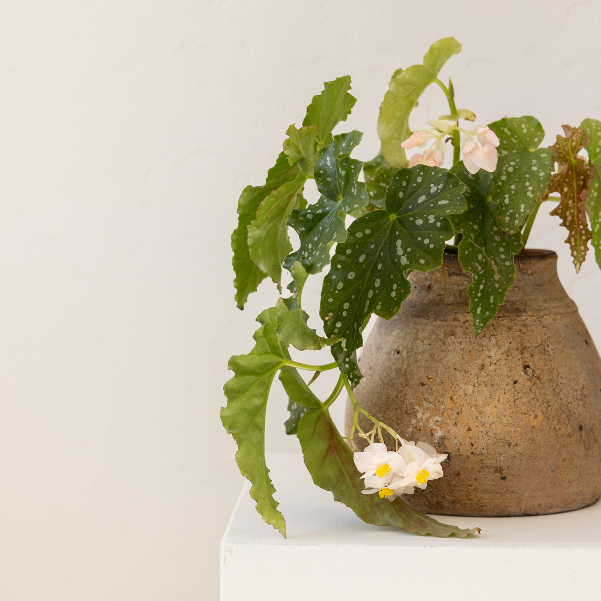 JONAS Live Plants Begonia Angel Wings in Terracotta Vessel