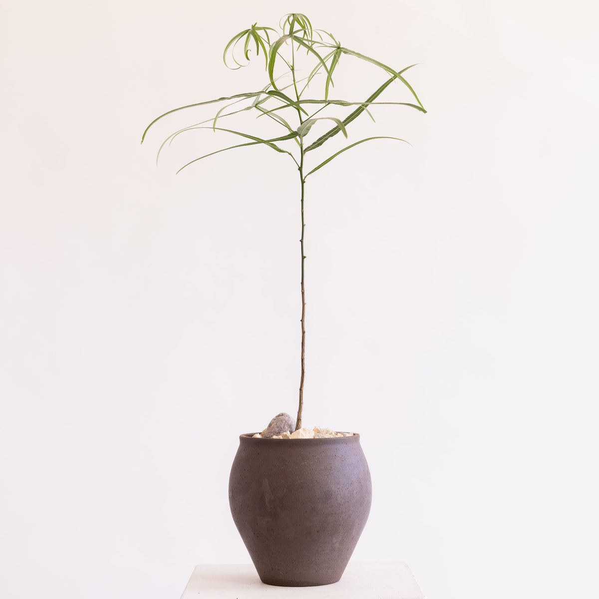 JONAS Live Plants Brachychiton in Brown Vessel