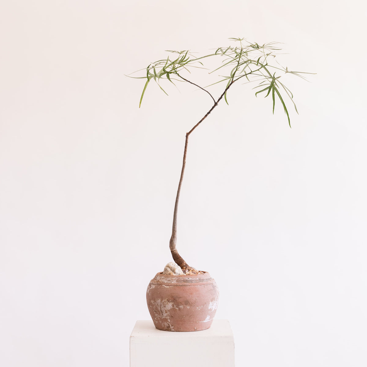 JONAS Live Plants Brachychiton in Washed Terracotta