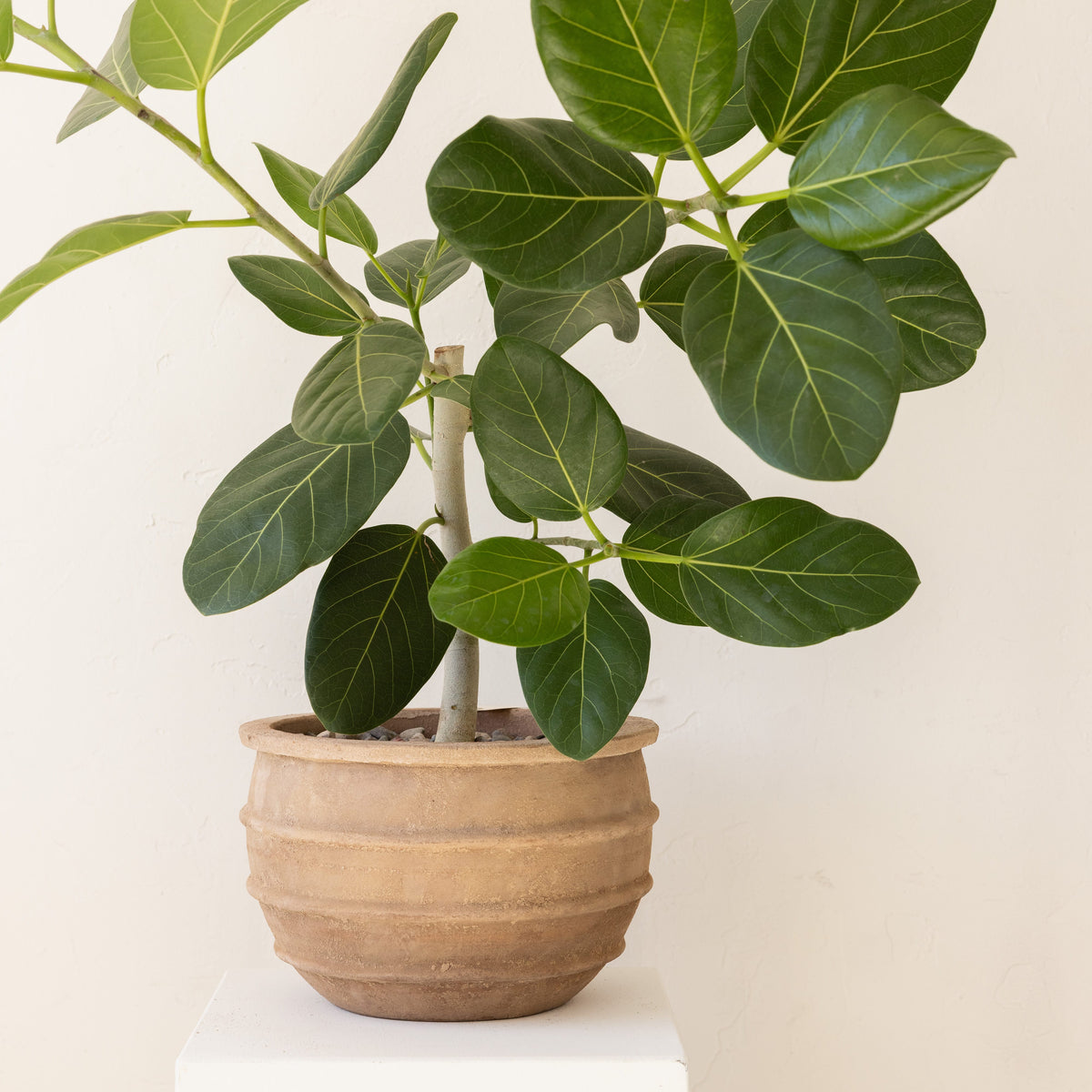 JONAS Live Plants Ficus Audrey in Pot with Rings