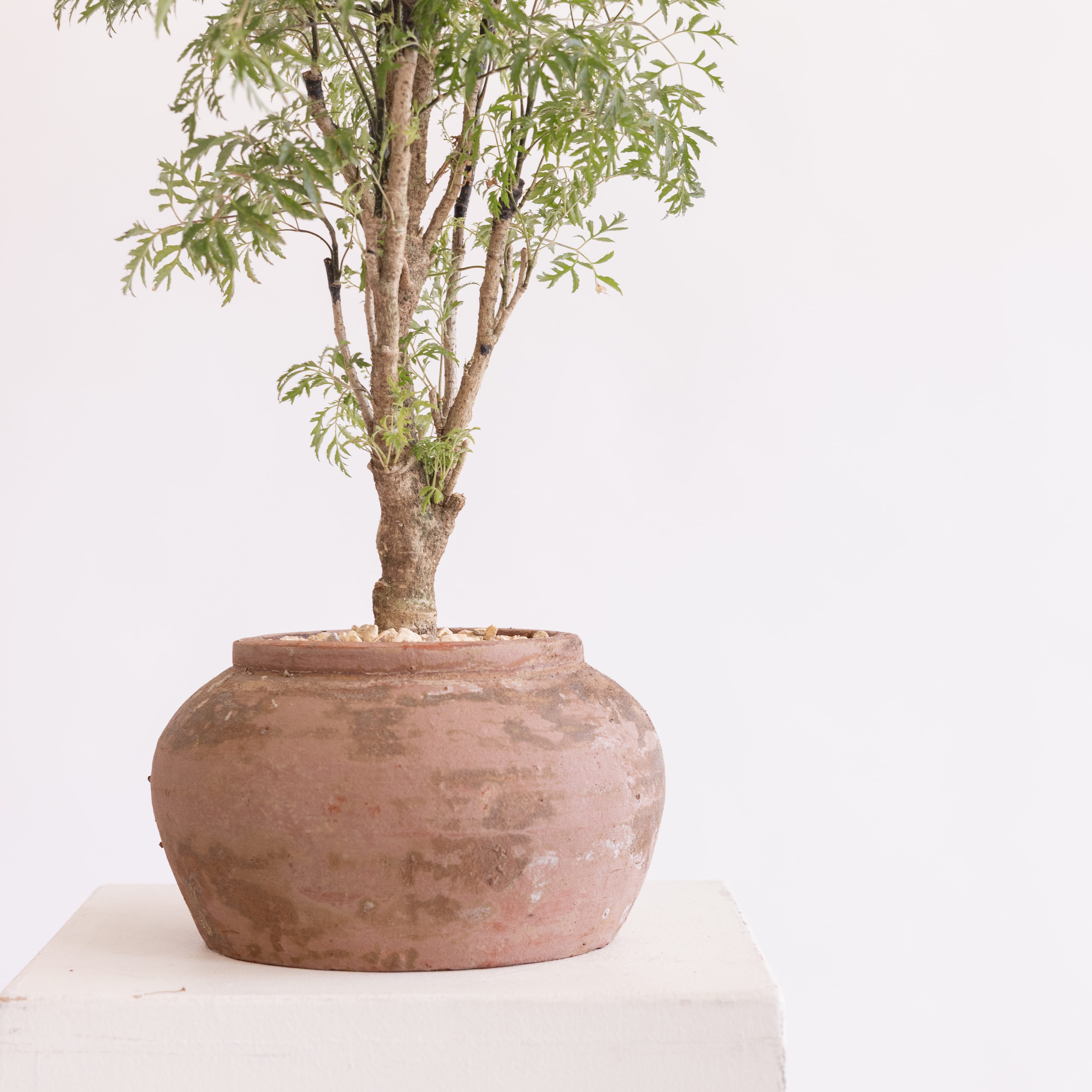 JONAS Live Plants Polyscias Fruticosa Plant in Terracotta Vessel