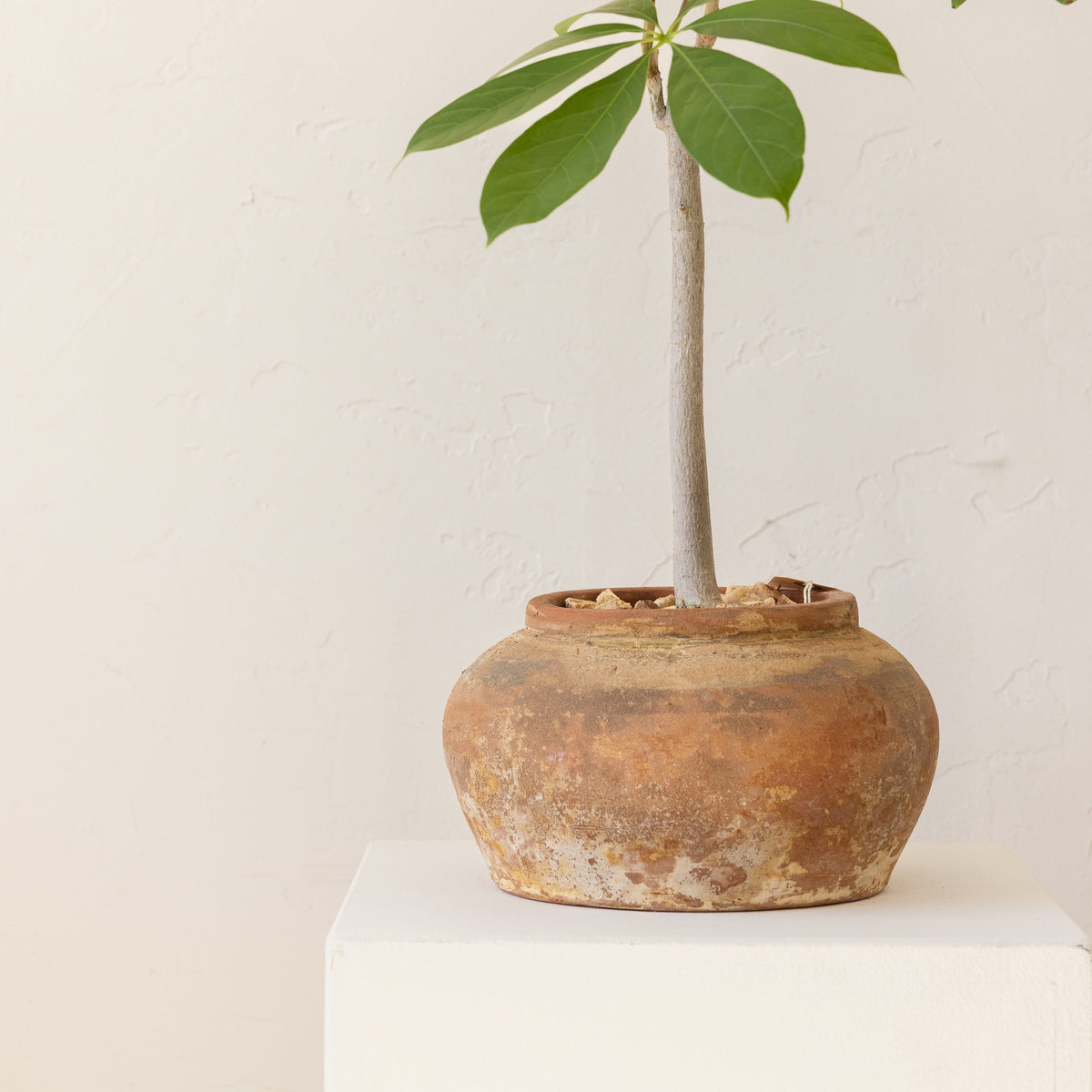 JONAS Live Plants Schefflera in Weathered Terracotta