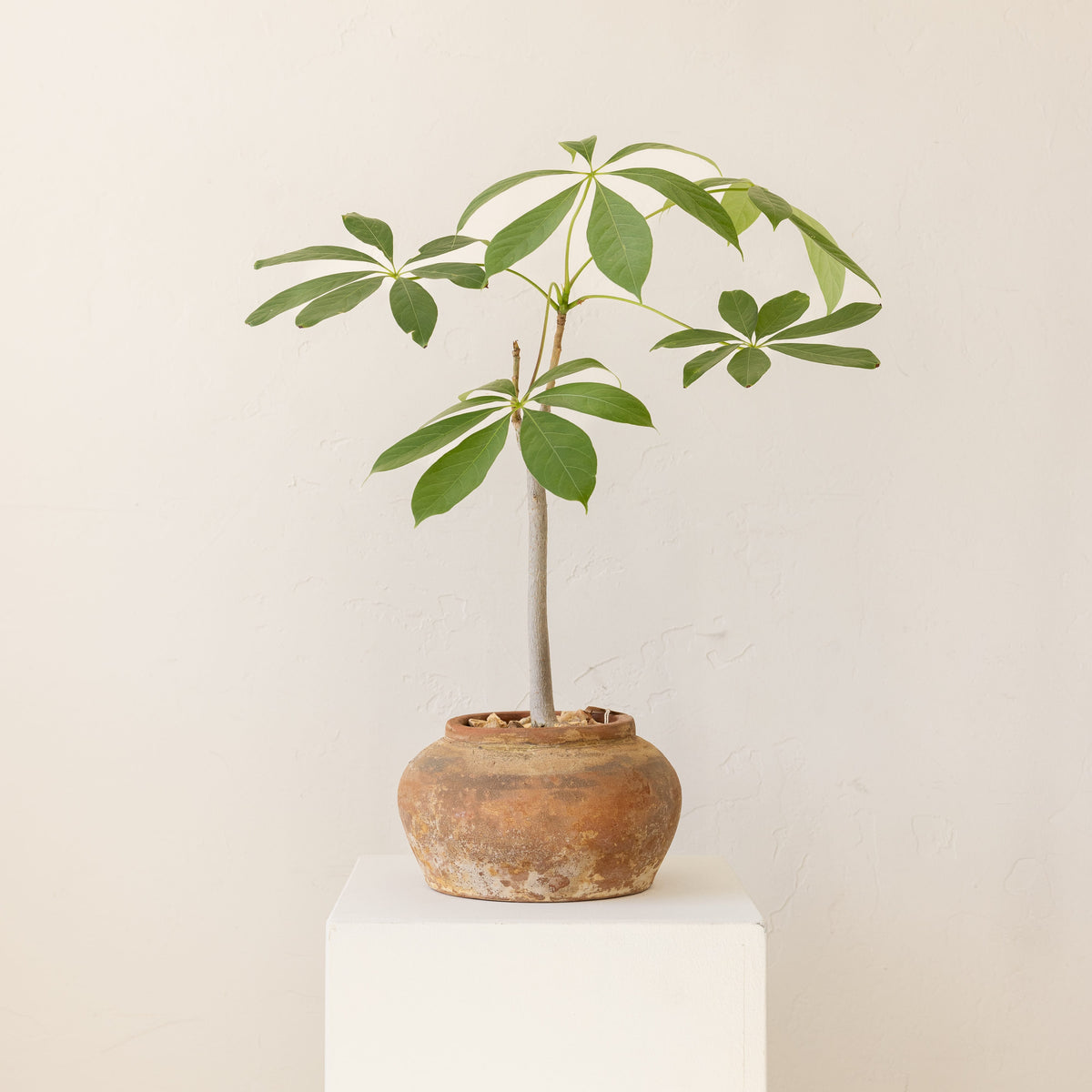 JONAS Live Plants Schefflera in Weathered Terracotta