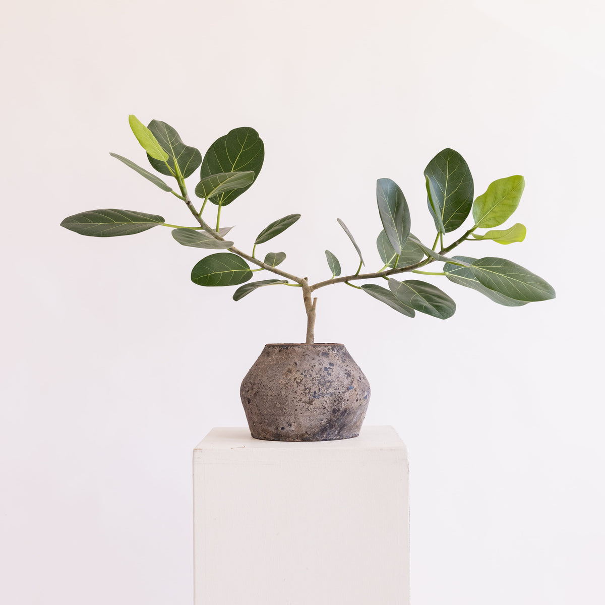 JONAS Live Plants Small Ficus Audrey In Black Washed Terracotta