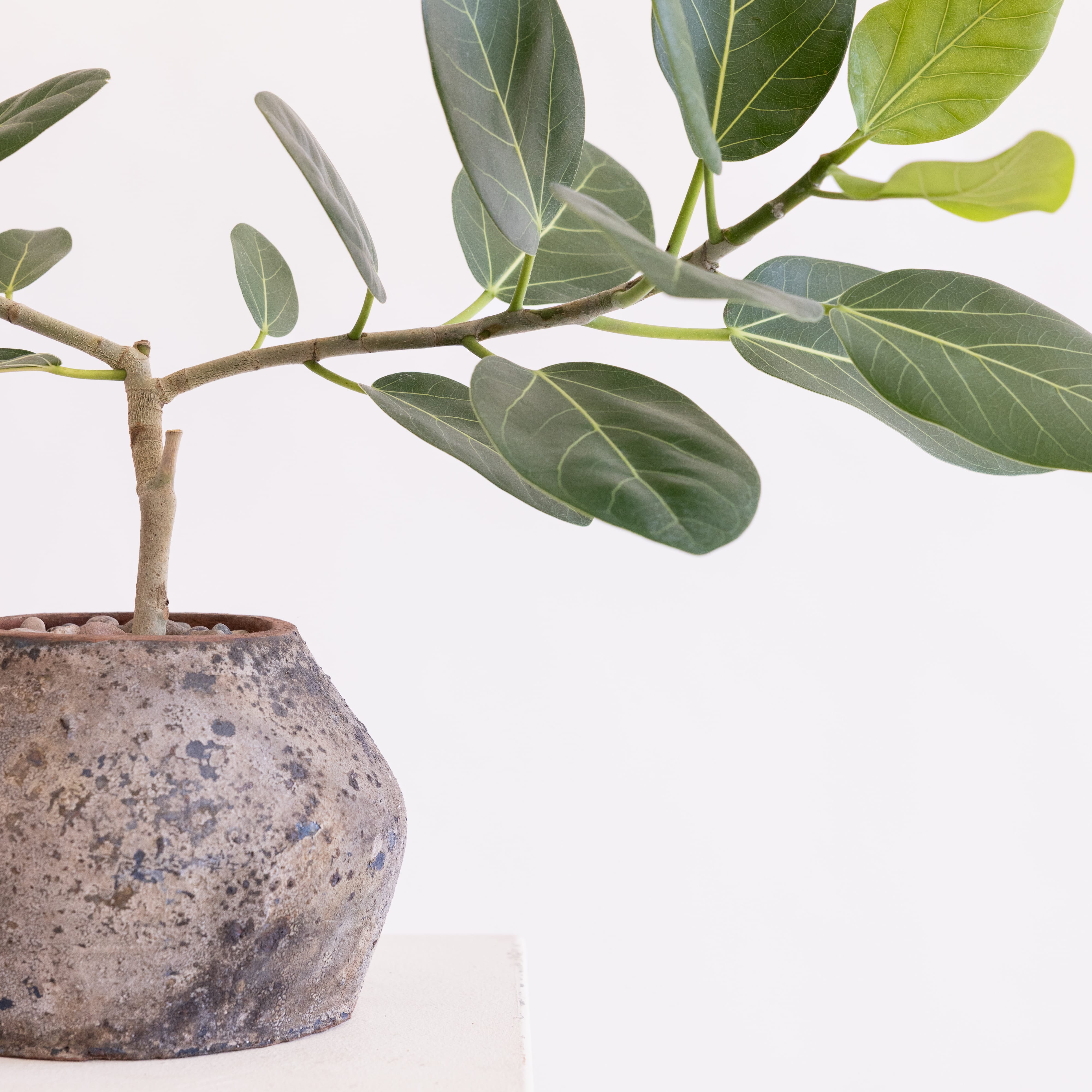 JONAS Live Plants Small Ficus Audrey In Black Washed Terracotta