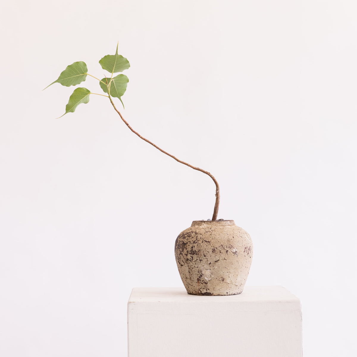 JONAS Live Plants Small Ficus Religiosa in Weathered Vessel