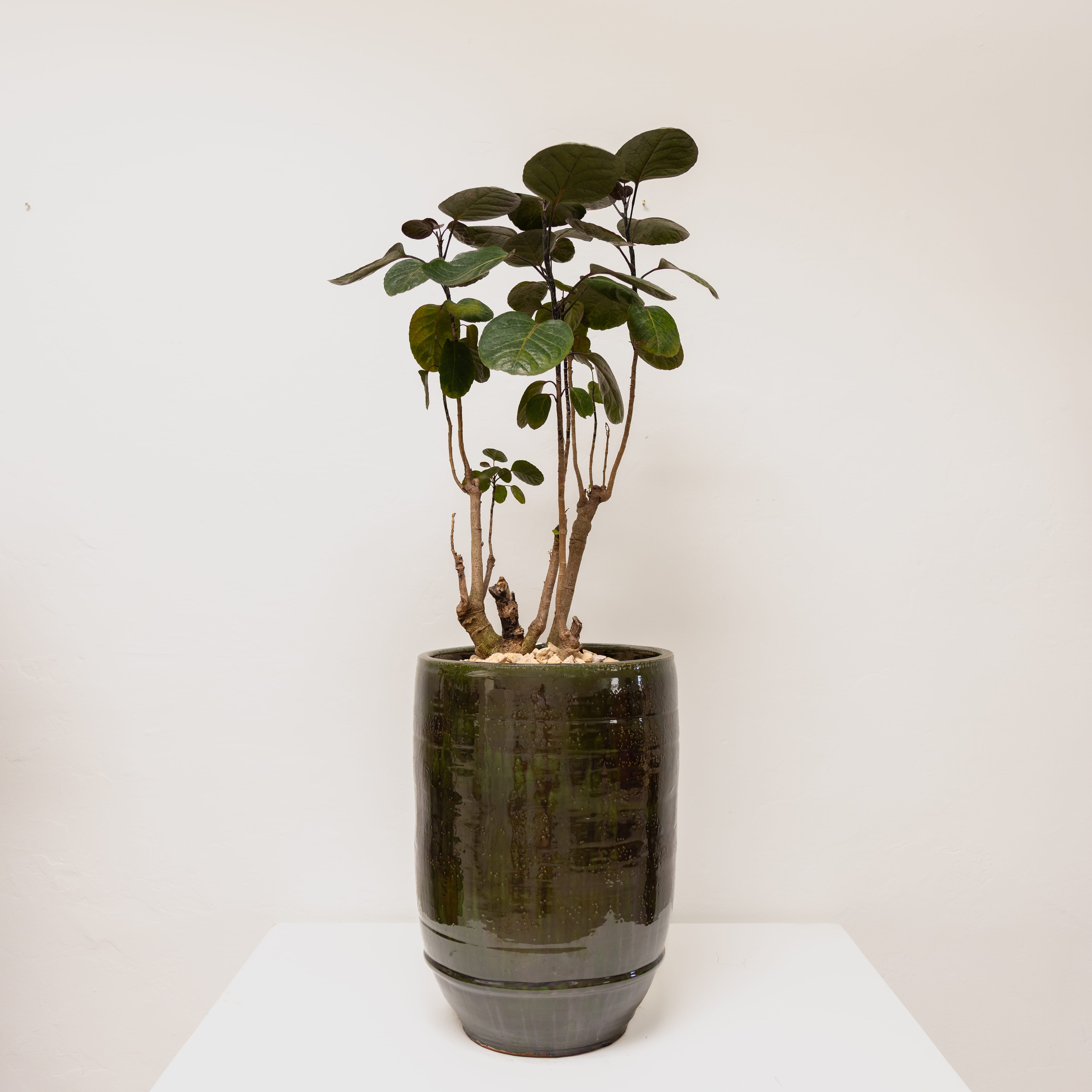 Plants + Spaces Live Plants Aralia Fabian in Glazed Ceramic Vessel