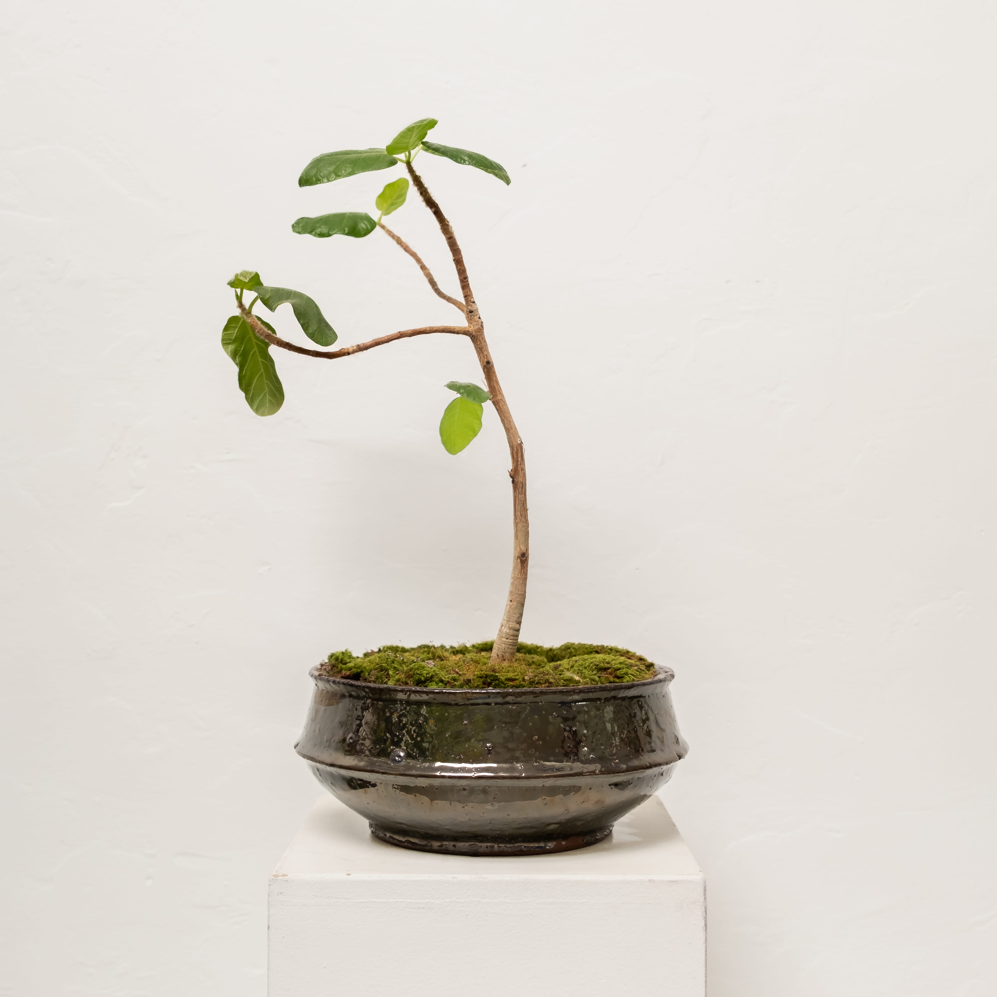 Plants + Spaces Live Plants Bonsai Ficus in Ceramic Vessel