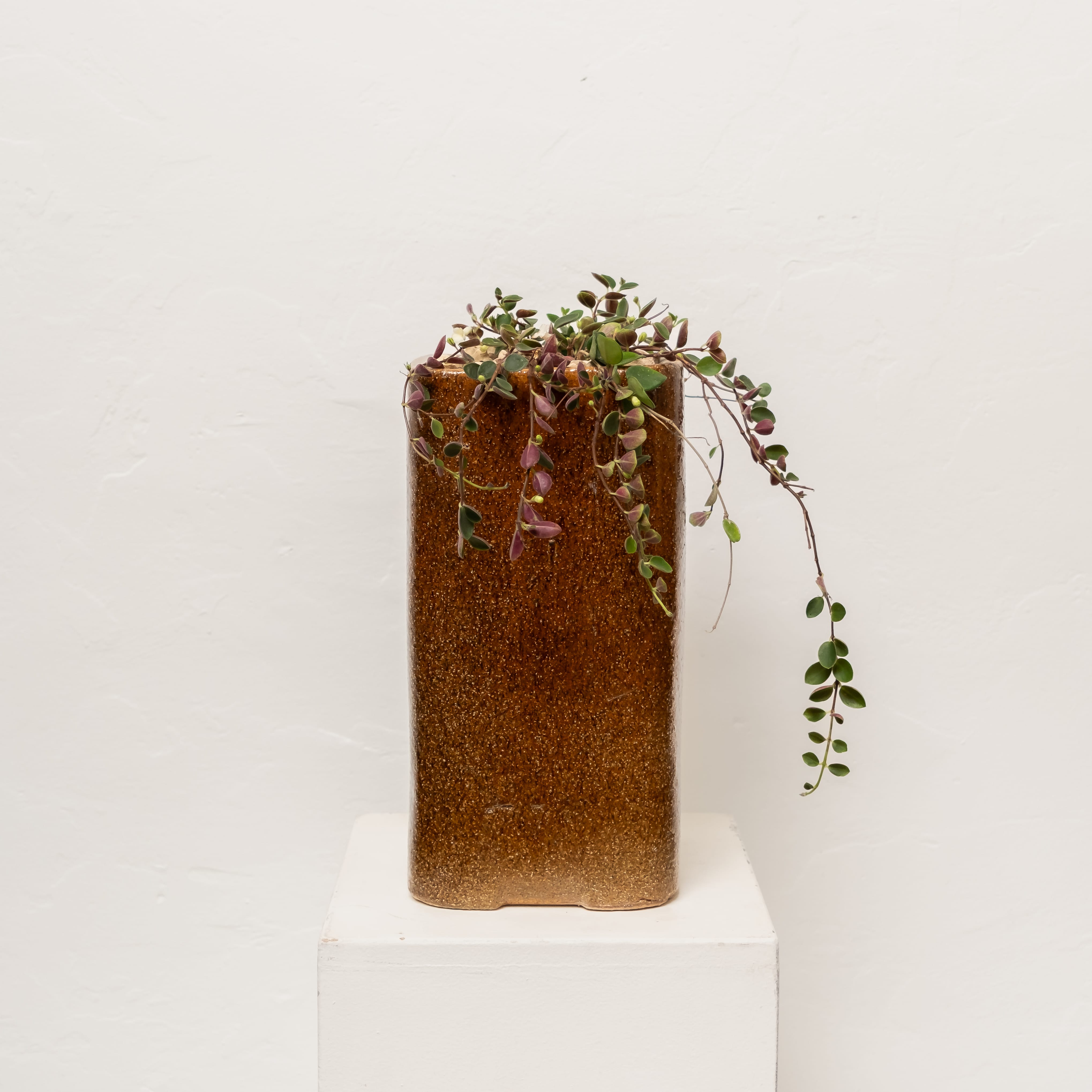 Plants + Spaces Live Plants Codonanthe Devosiana in Planter