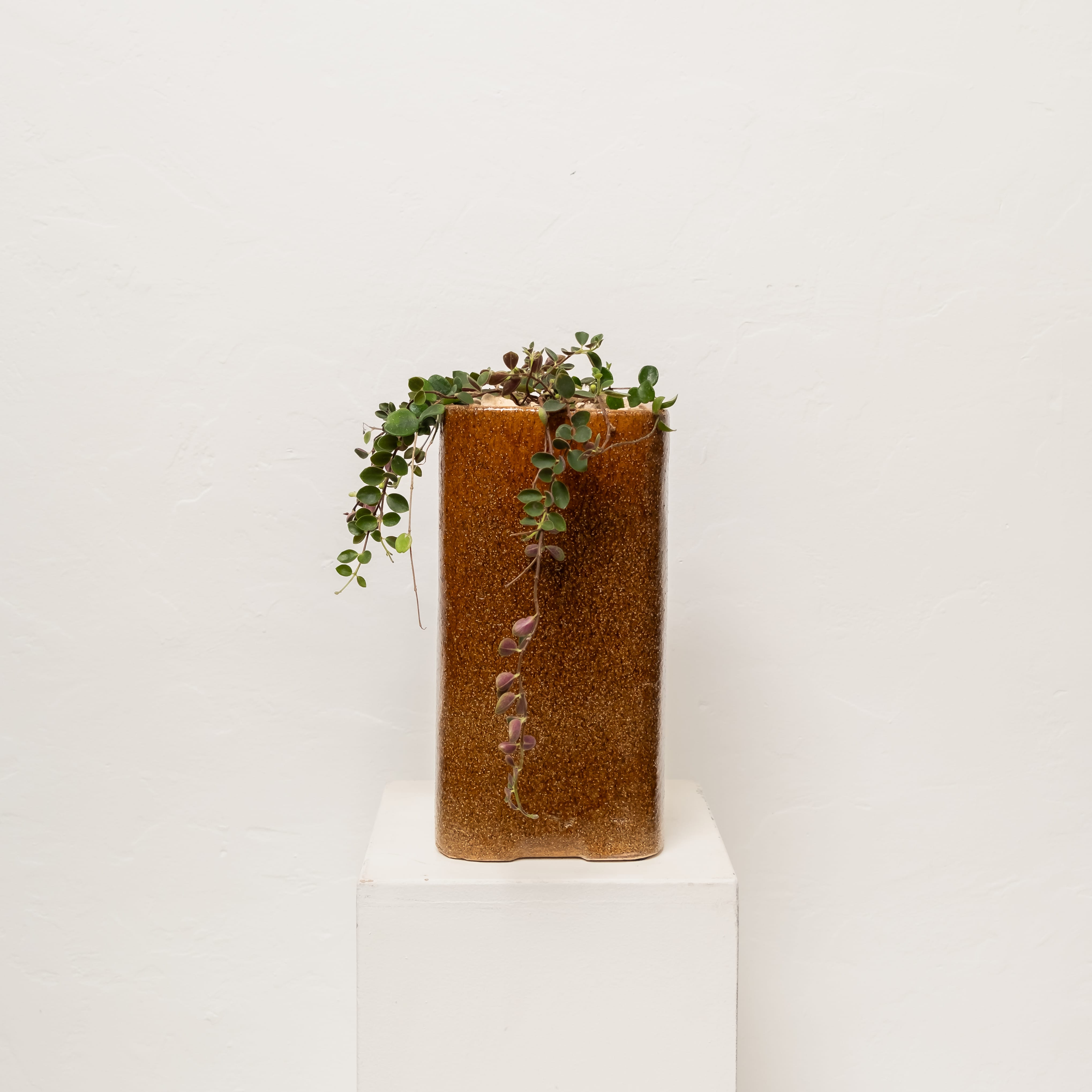 Plants + Spaces Live Plants Codonanthe Devosiana in Planter