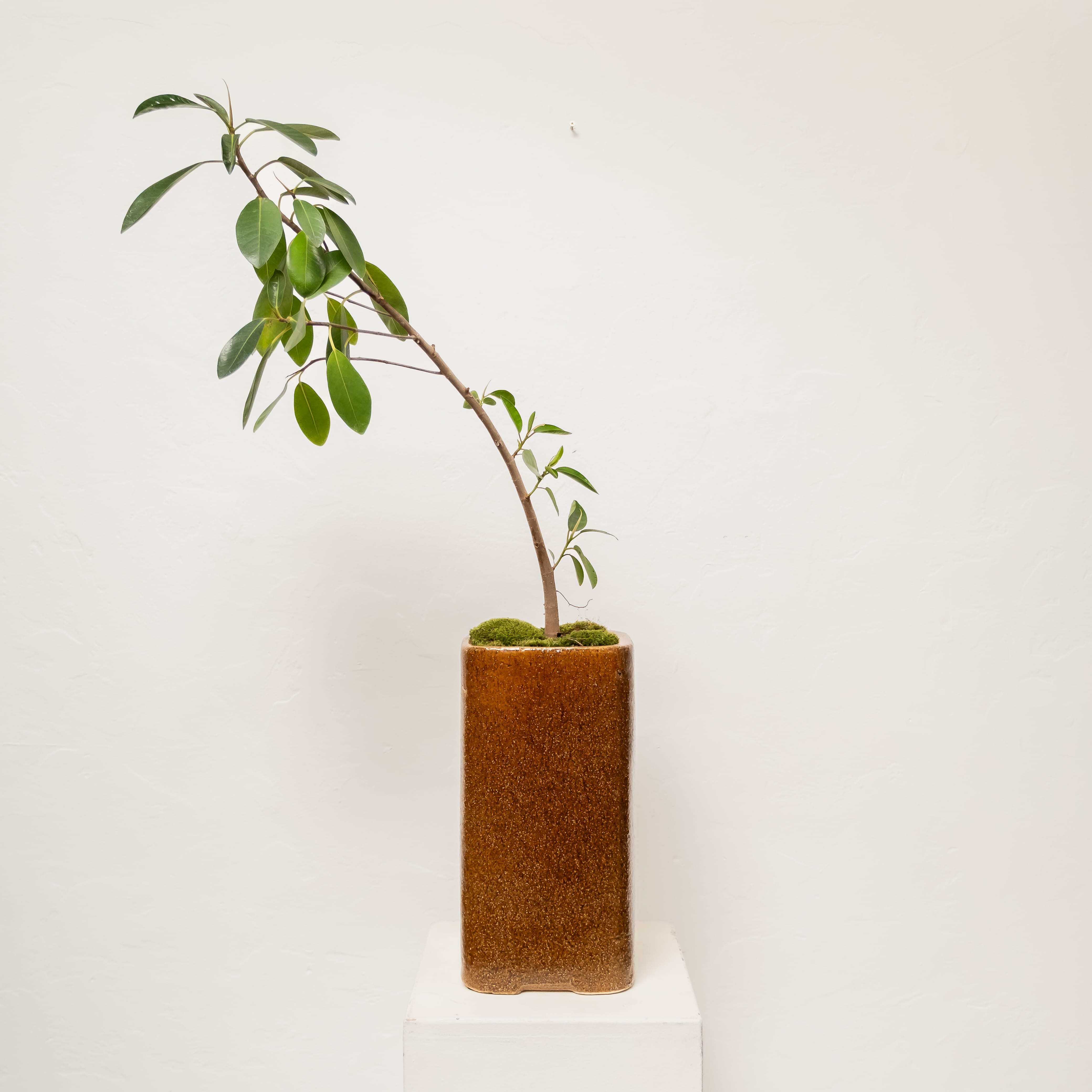 Plants + Spaces Live Plants Ficus Platypoda in Planter