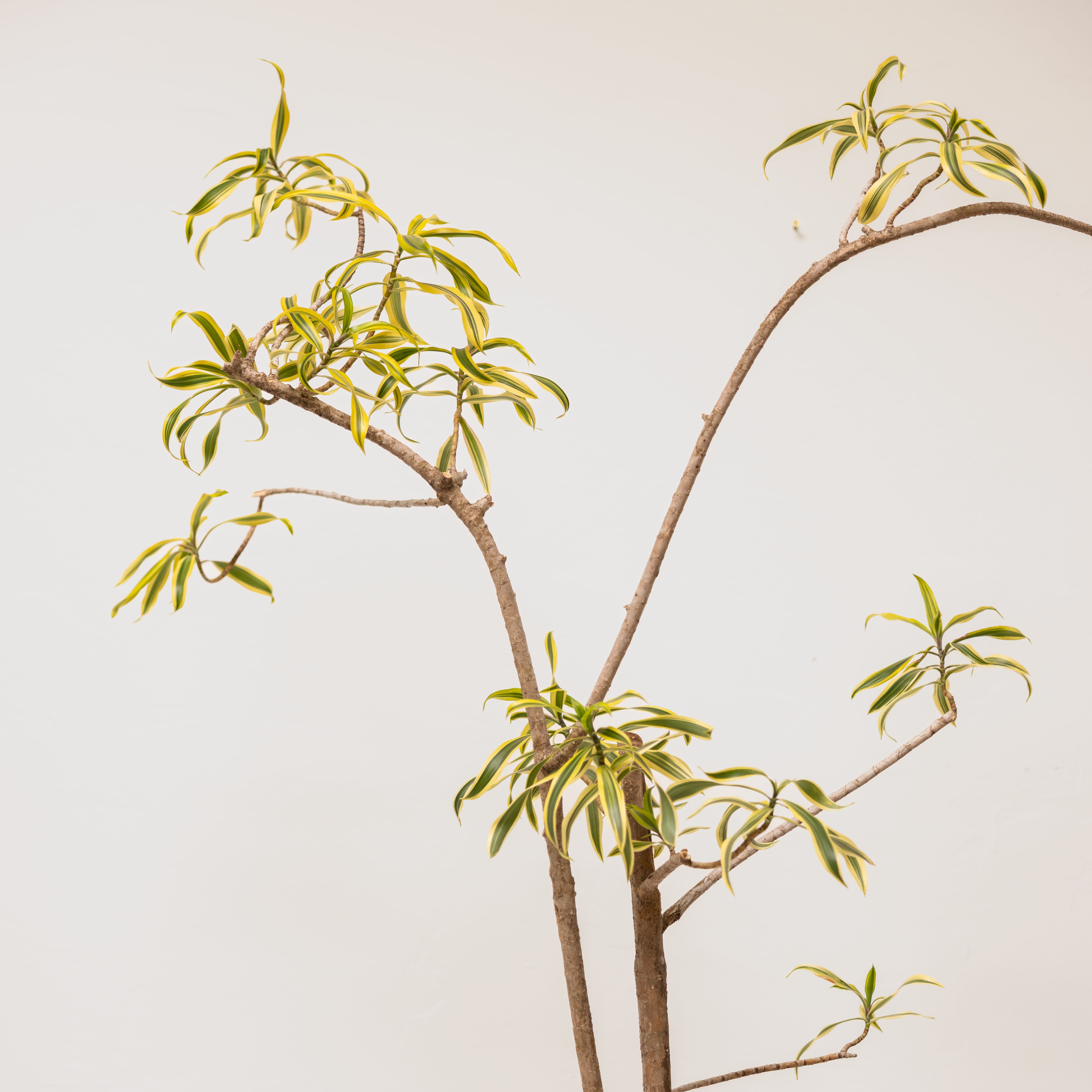 Plants + Spaces Live Plants Pleomele in Sculptural Vessel