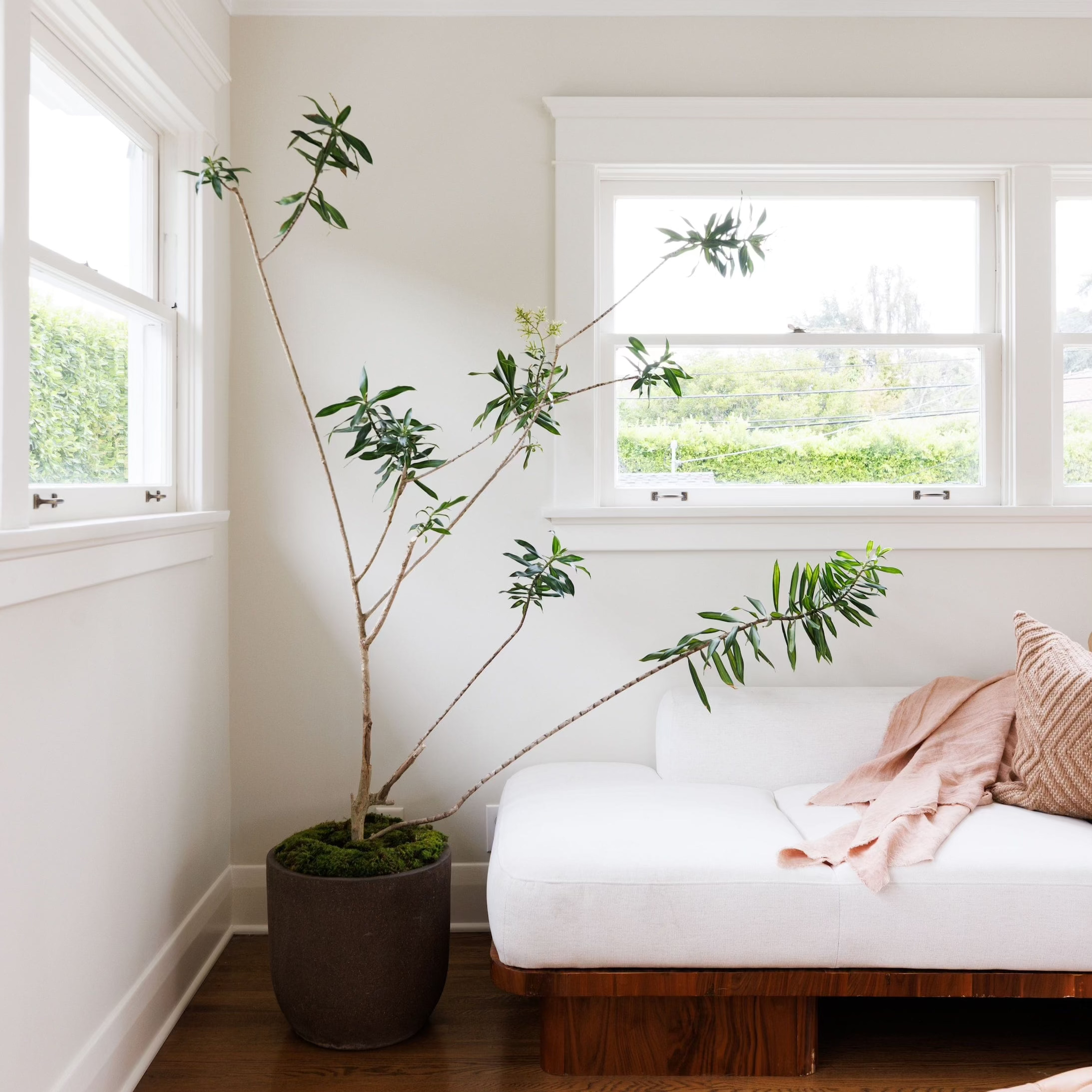 Plants + Spaces Live Plants Song of Jamaica in Planter