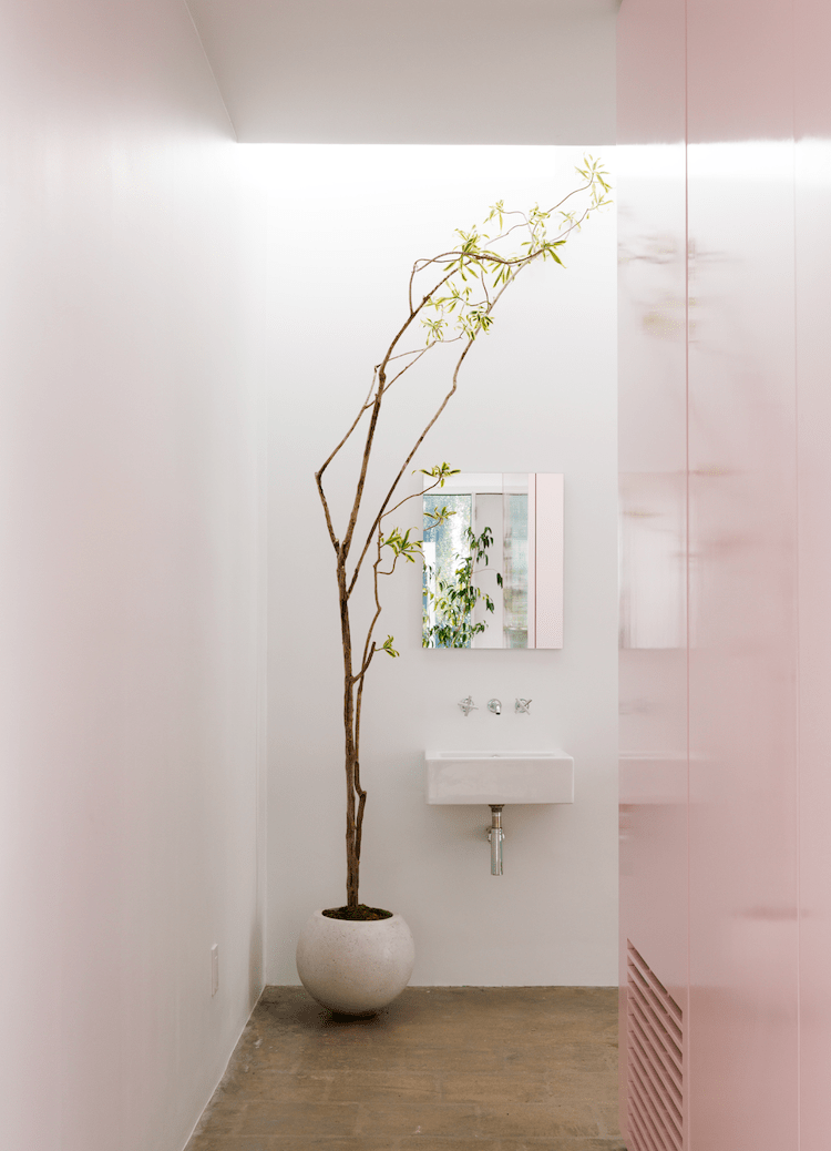 Plants + Spaces Plants Scultpural Pleomele in Orb Planter