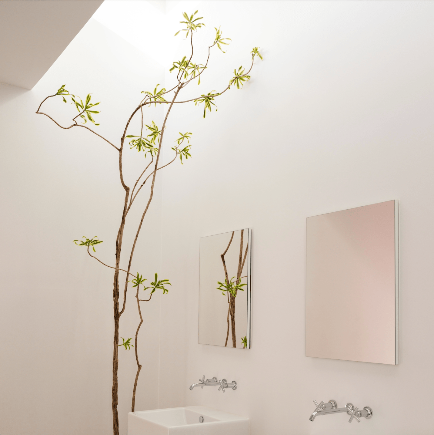 Plants + Spaces Plants Scultpural Pleomele in Orb Planter