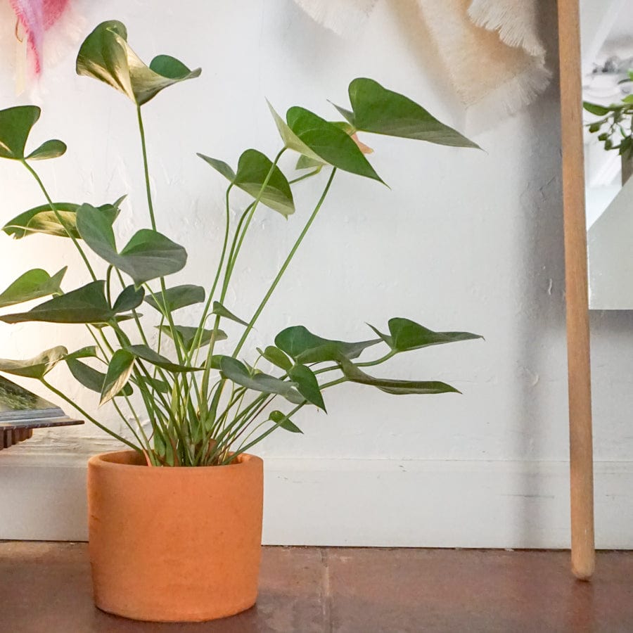 Anthurium Plant - +COOP