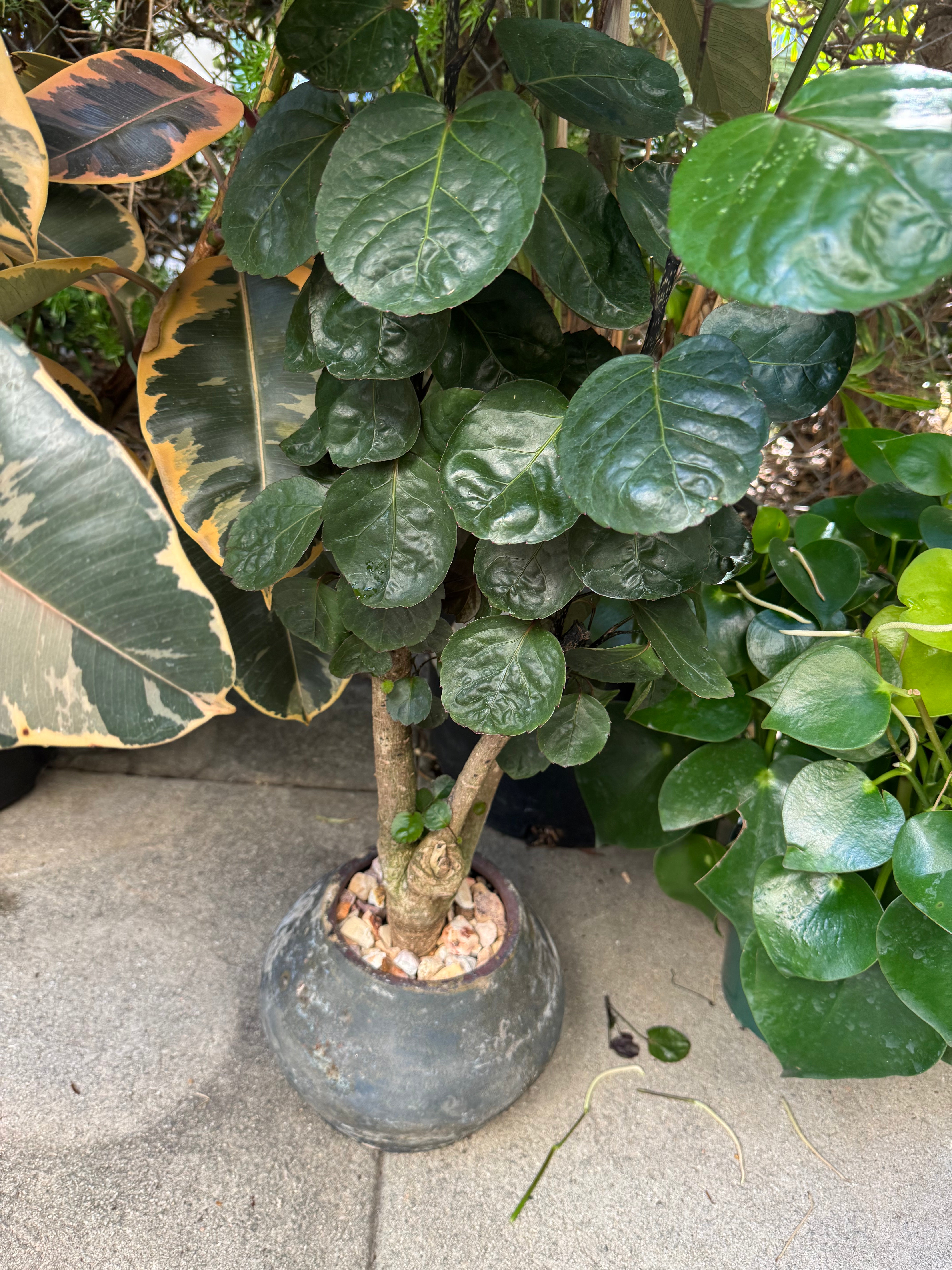 +COOP Aralia Stump