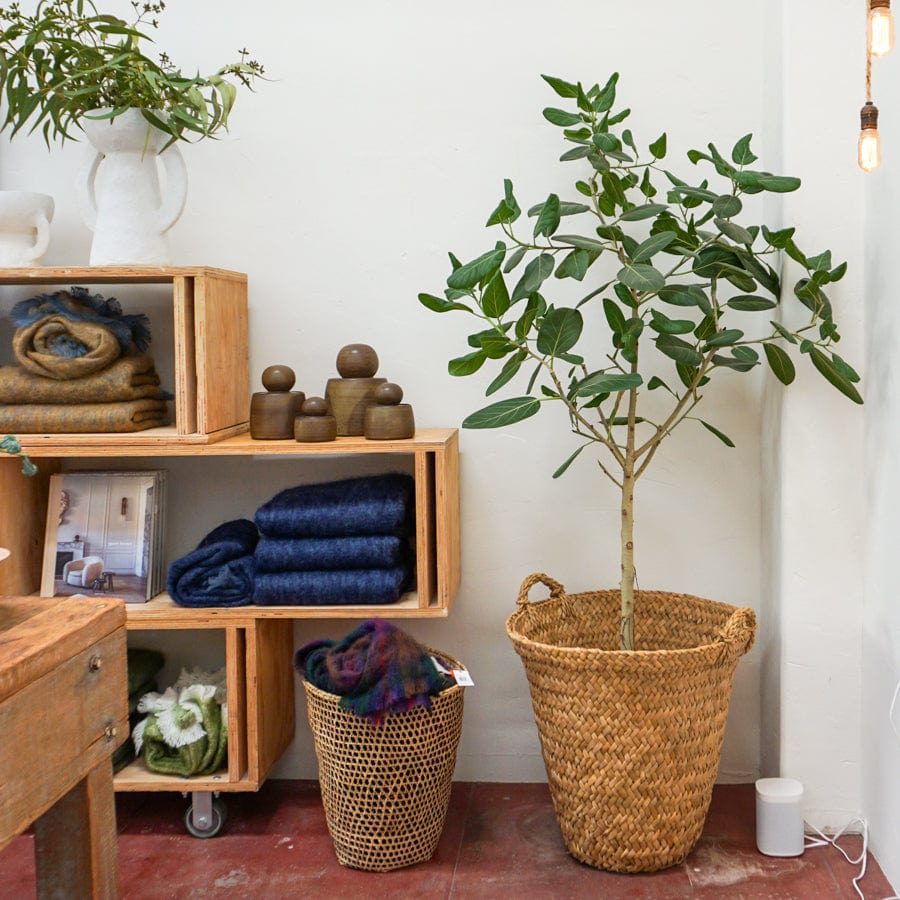 +COOP Audrey Fig Tree
