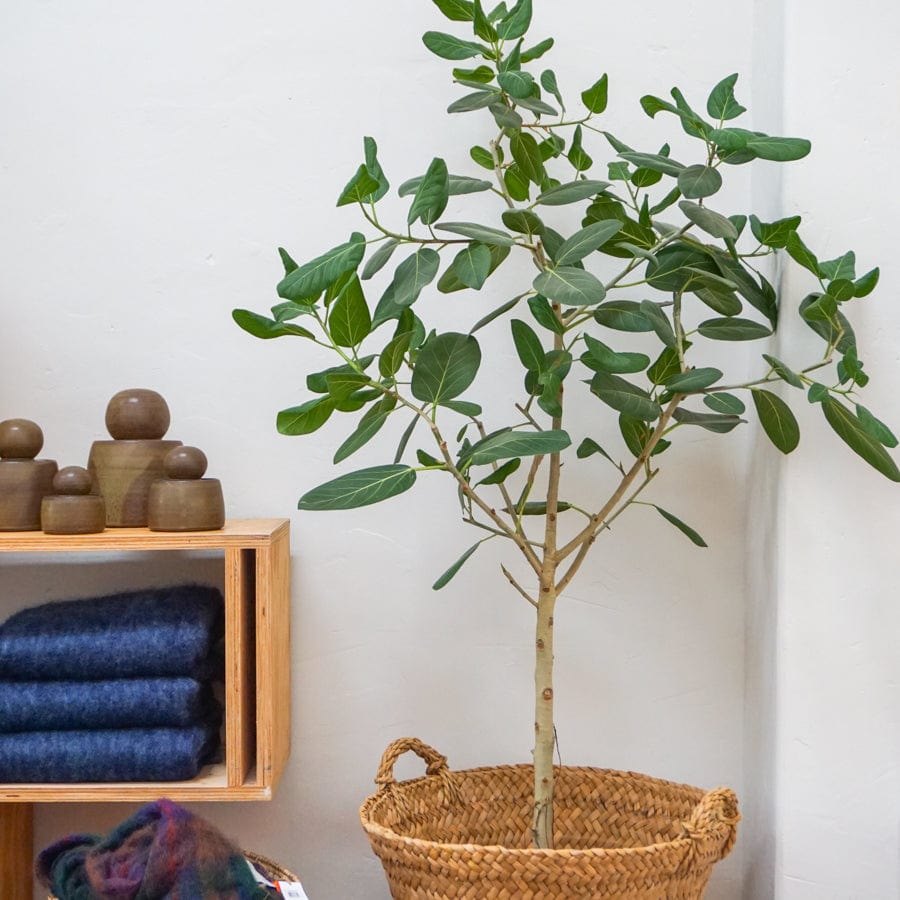 +COOP Audrey Fig Tree