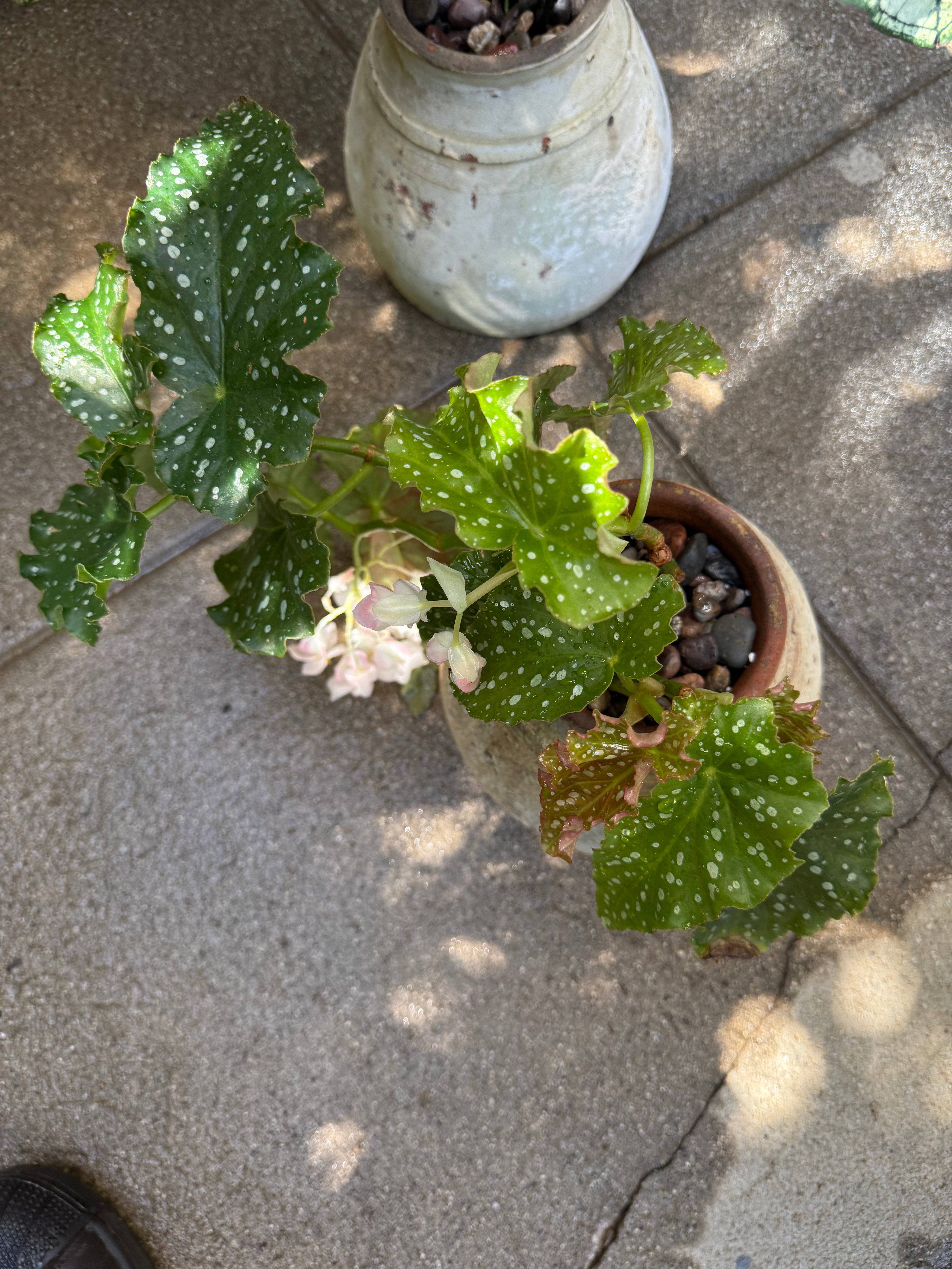 +COOP Begonia Angel WIngs