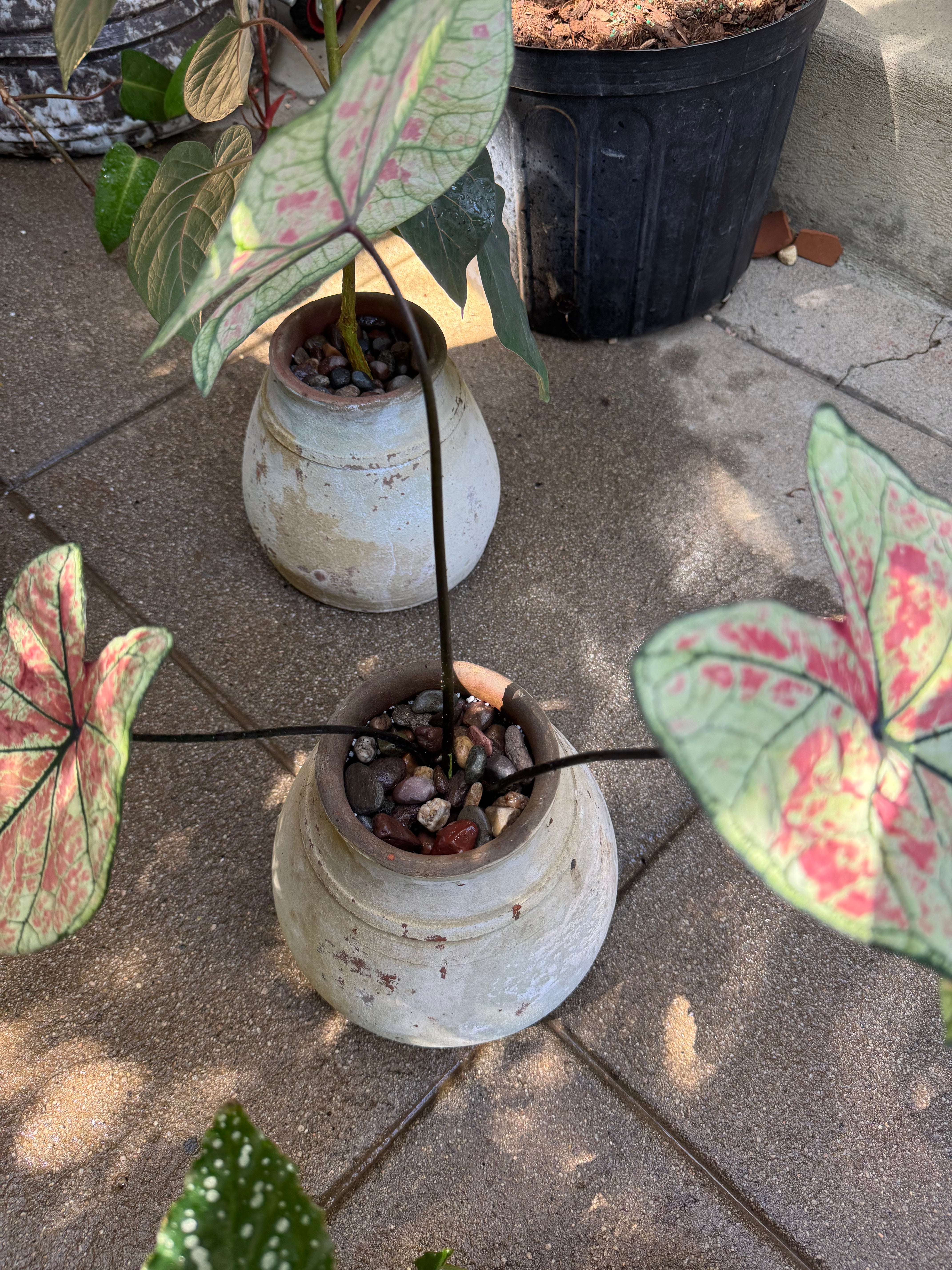 +COOP Caladium Strawberry Star