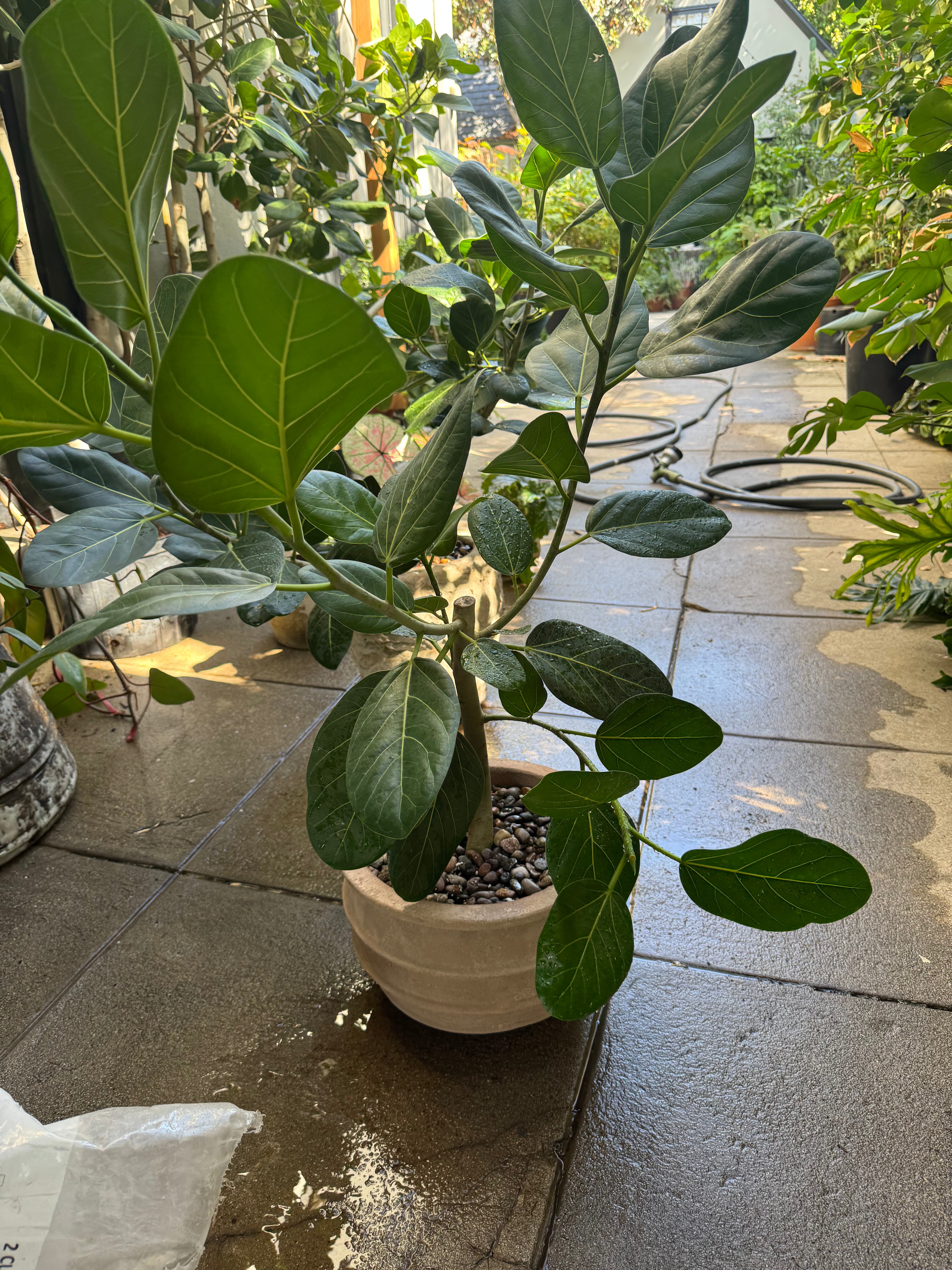 +COOP Ficus Audrey in Pot with Rings