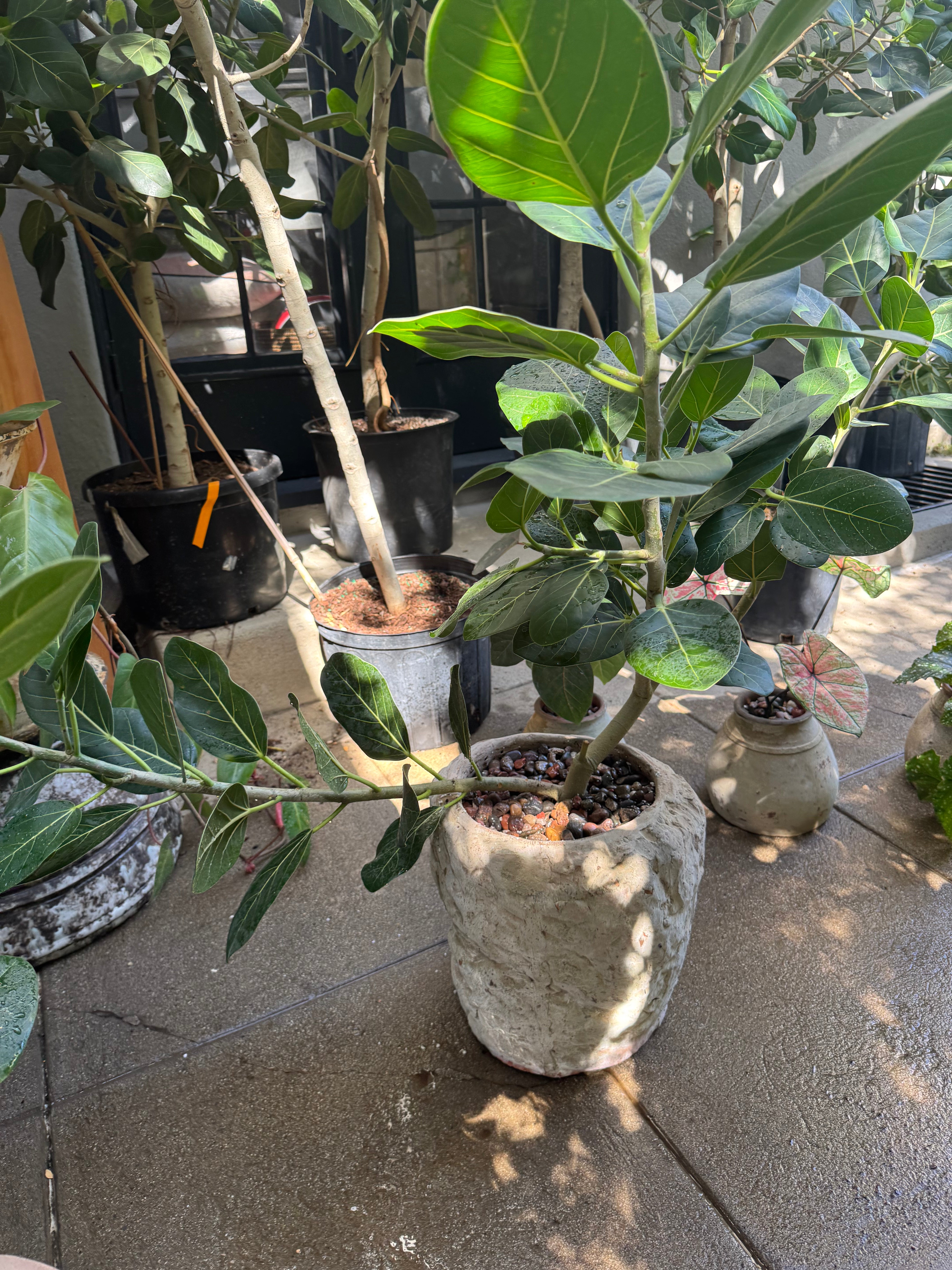 +COOP Ficus Audrey in Textured Pot