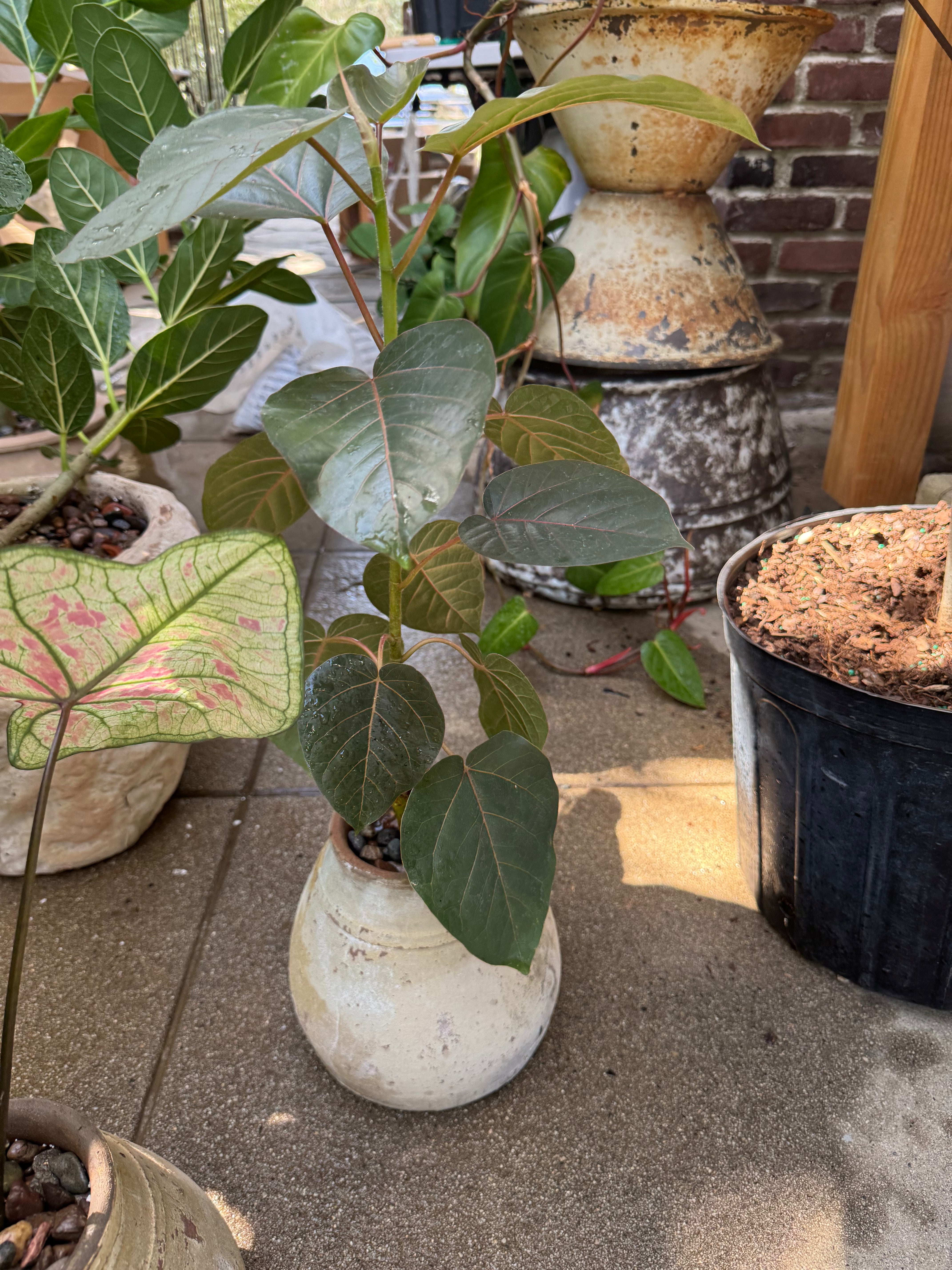 +COOP Ficus Petiolaris