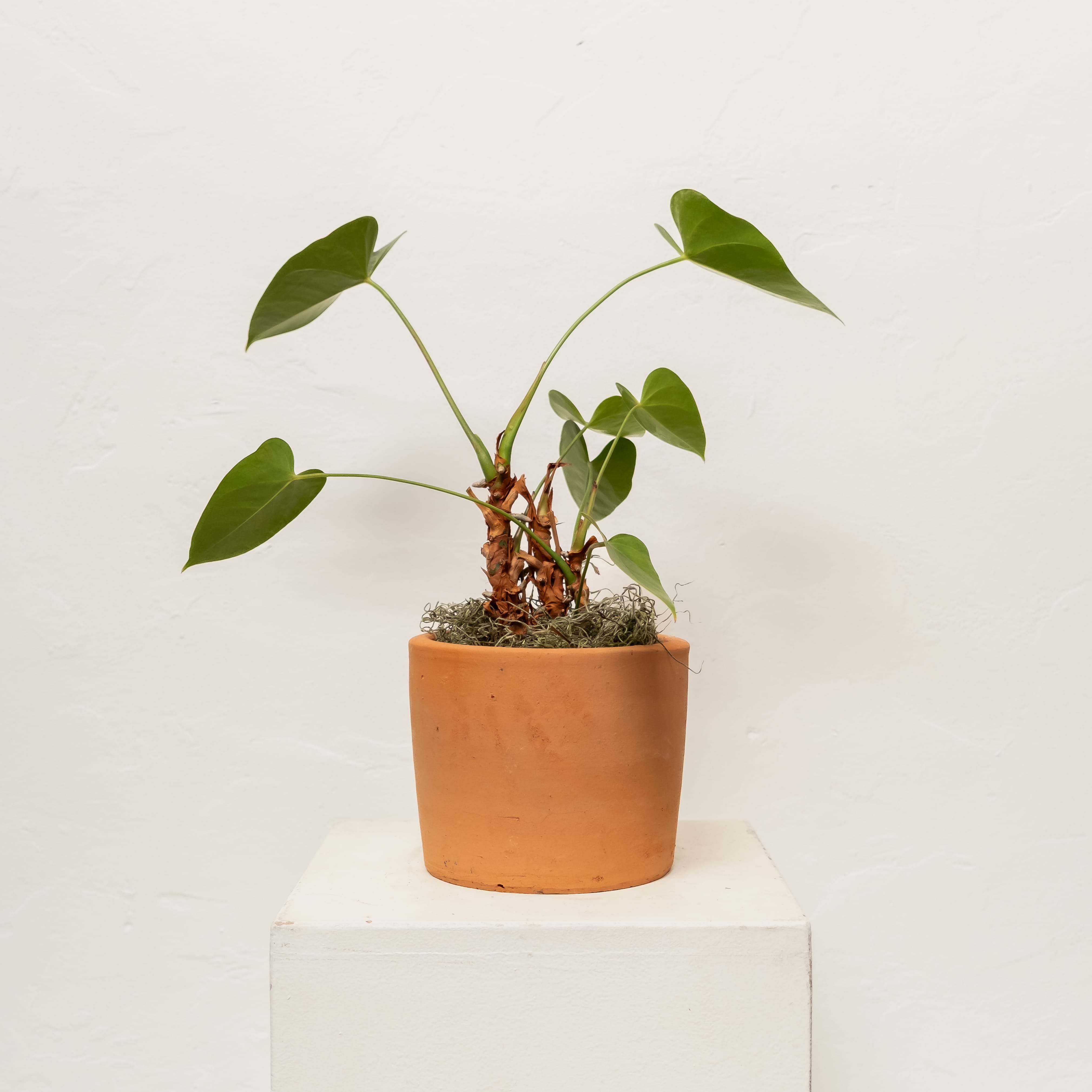 +COOP Live Plants Anthurium Plant in Nursery Pot