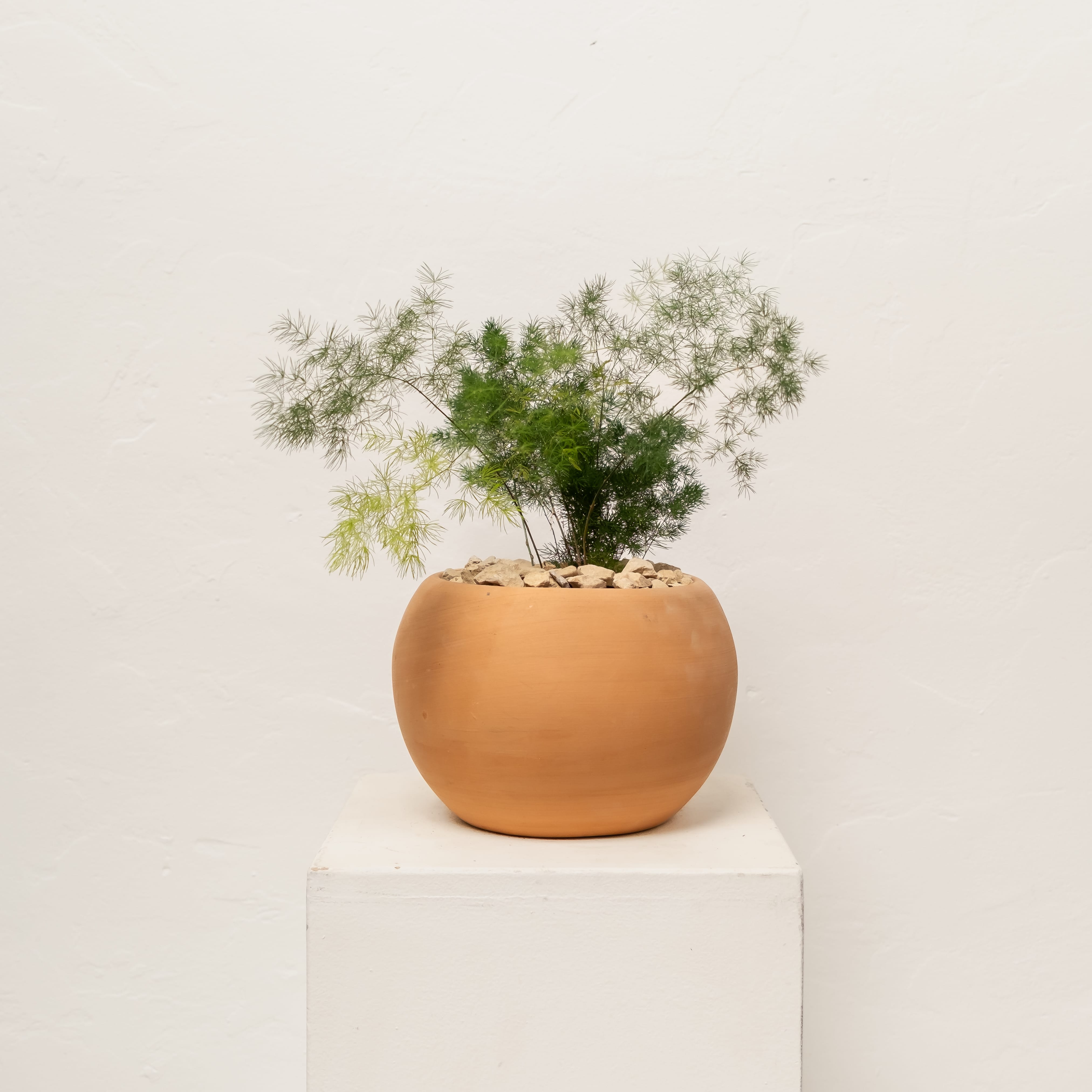 +COOP Live Plants Asparagus Fern in Orb Terracotta Vessel — 9"