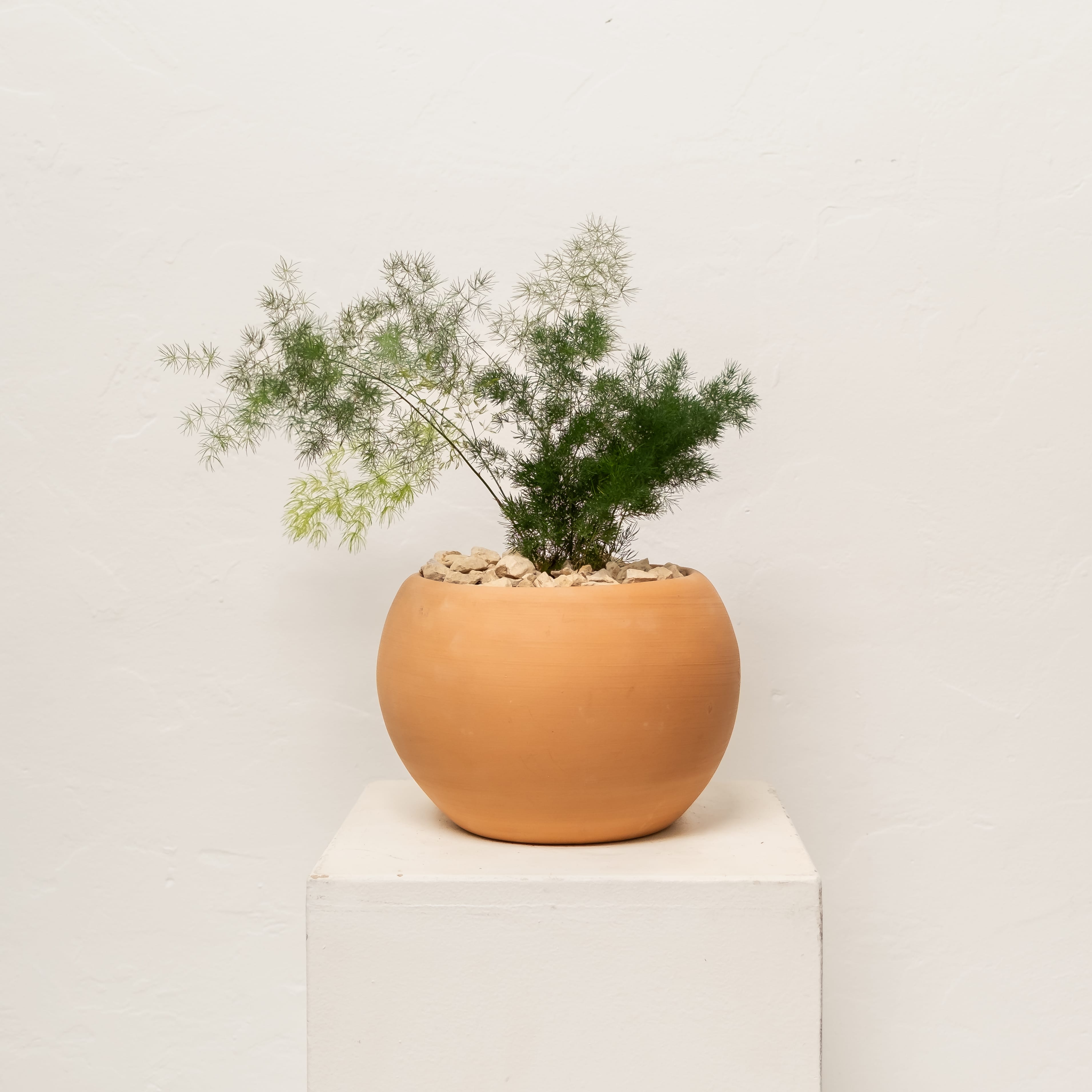 +COOP Live Plants Asparagus Fern in Orb Terracotta Vessel — 9"